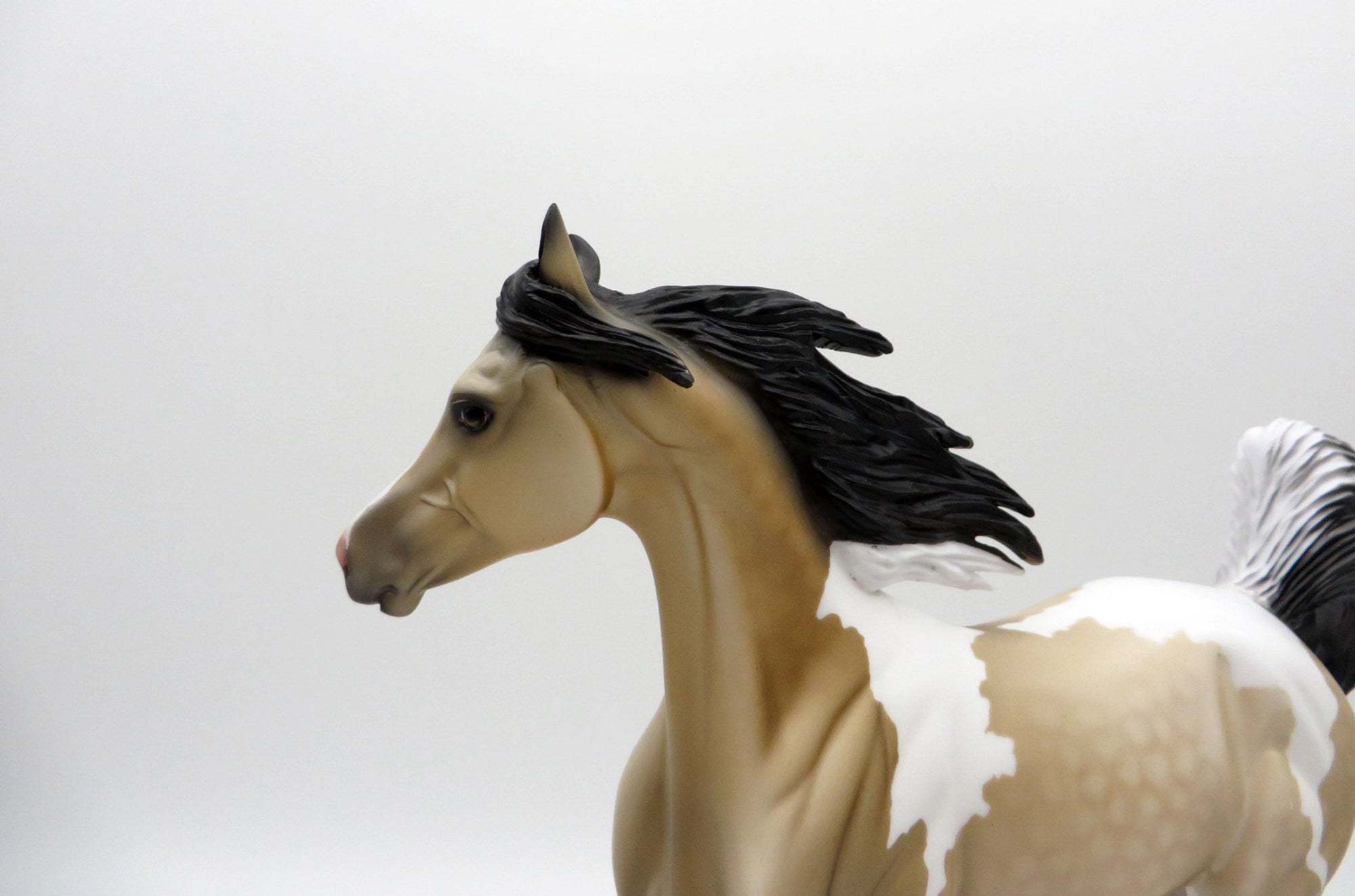 Cyclone-OOAK Buckskin Paint Yearling SHCF 2021