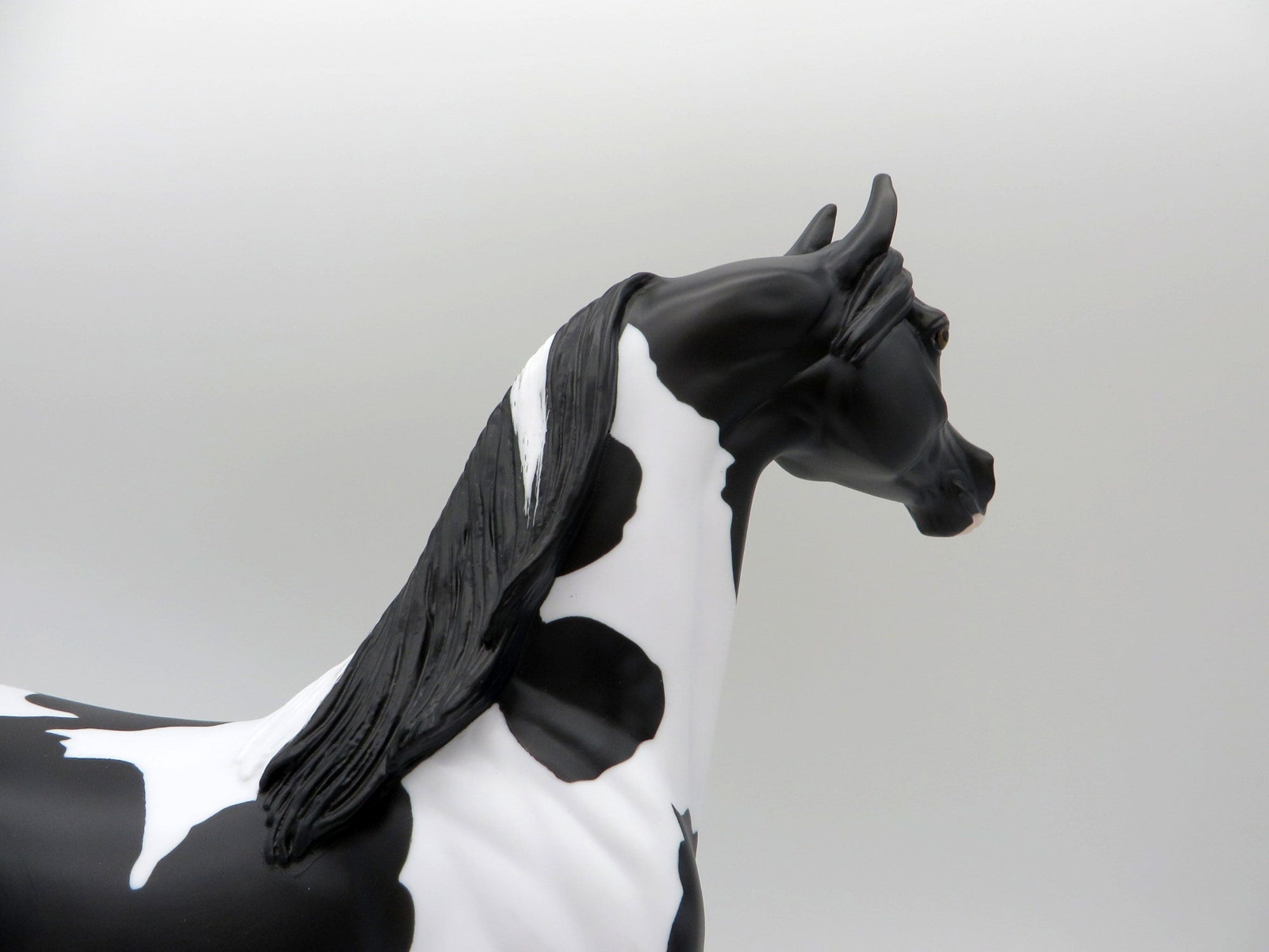 Dark Knight-OOAK Black Pinto Arabian 5/14/21