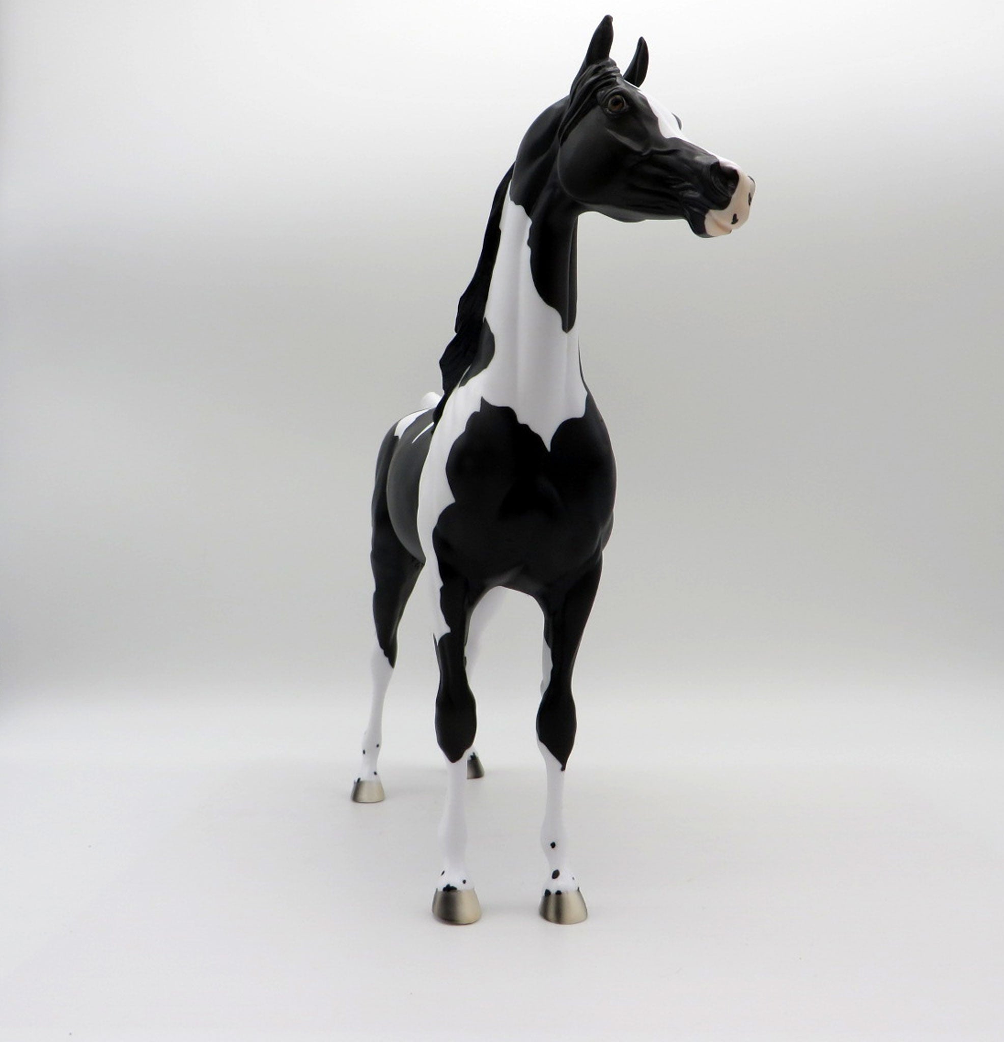 Dark Knight-OOAK Black Pinto Arabian 5/14/21