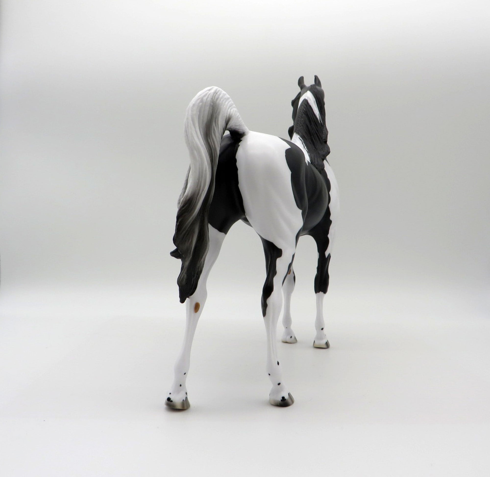 Dark Knight-OOAK Black Pinto Arabian 5/14/21