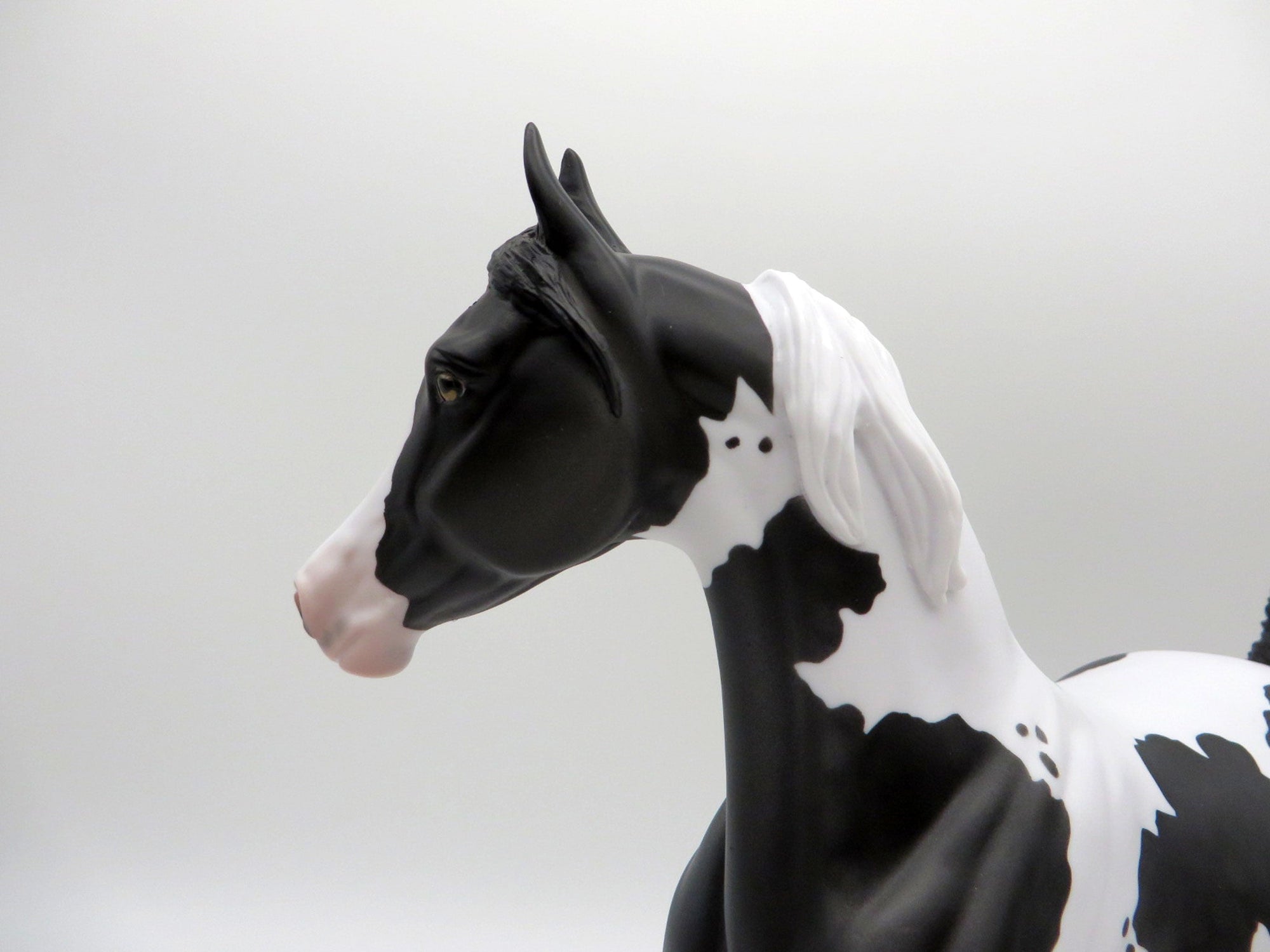 Delphinus-LE-3 Black and White Pinto Arabian Mare SHCF 2021