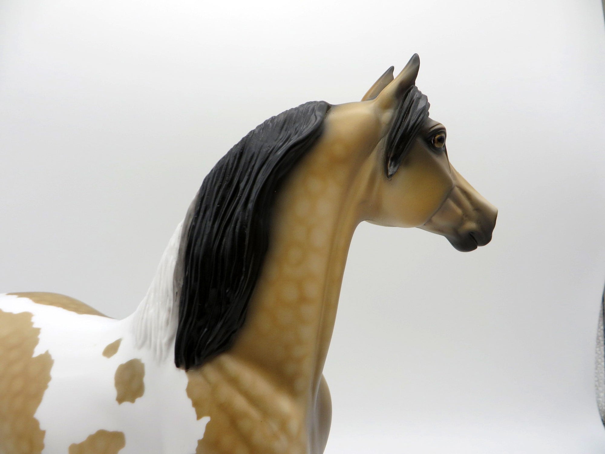 Desert Sky-OOAK Buckskin Morgan Paint SHCF 2021