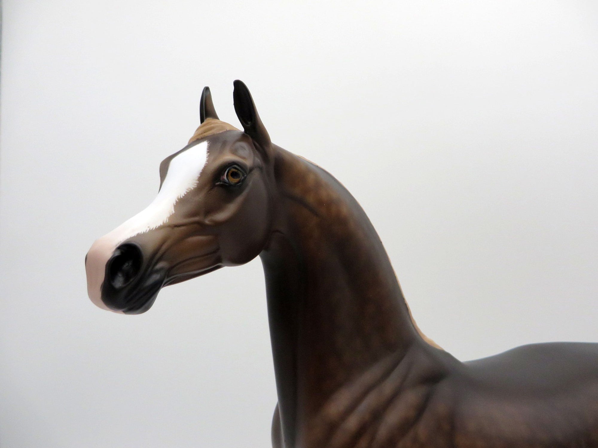 Disk O-dappled bay arabian by Sheryl Leisure