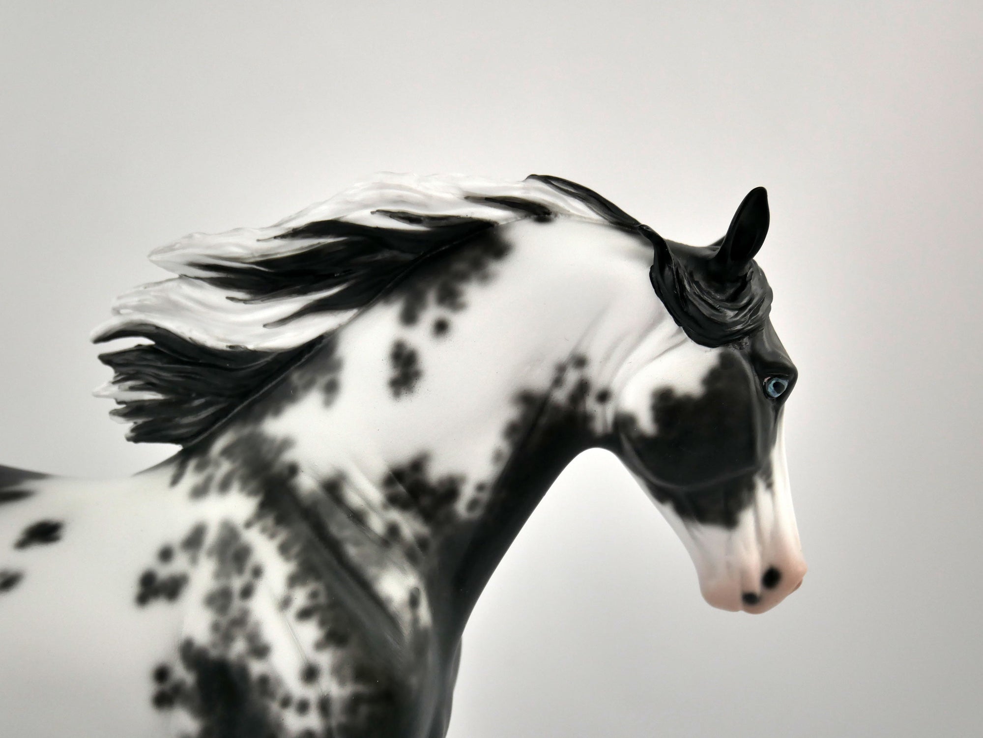 DOMINIC-OOAK BLACK SABINO TWH BY SHERYL LEISURE 11/24/20