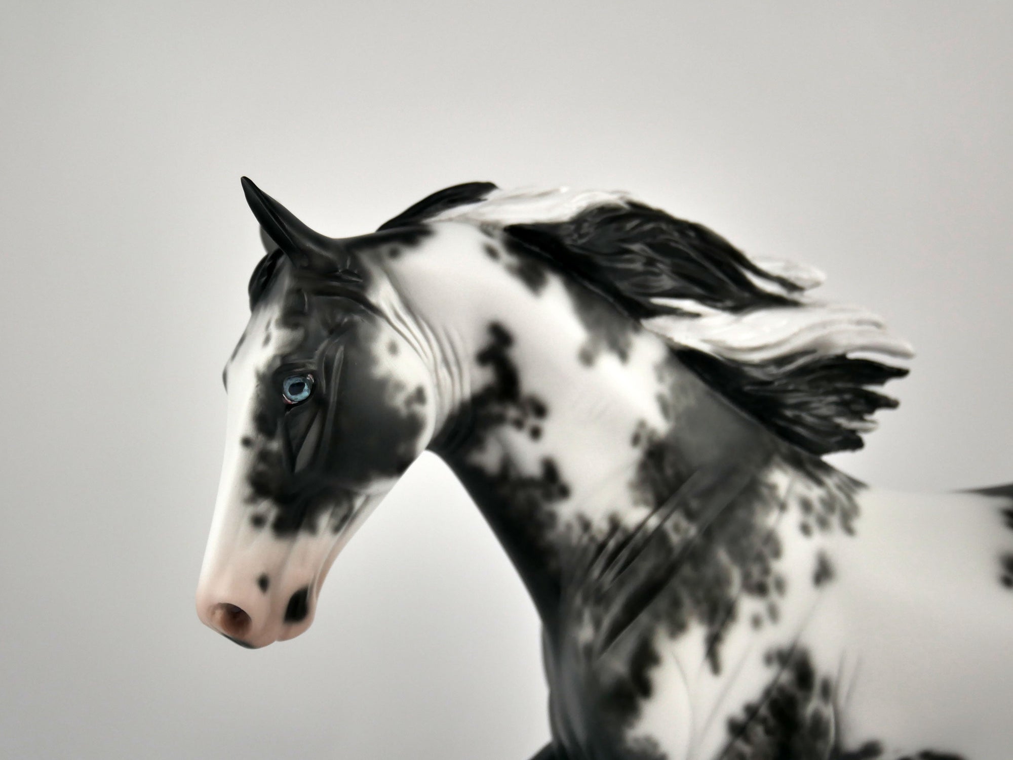 DOMINIC-OOAK BLACK SABINO TWH BY SHERYL LEISURE 11/24/20