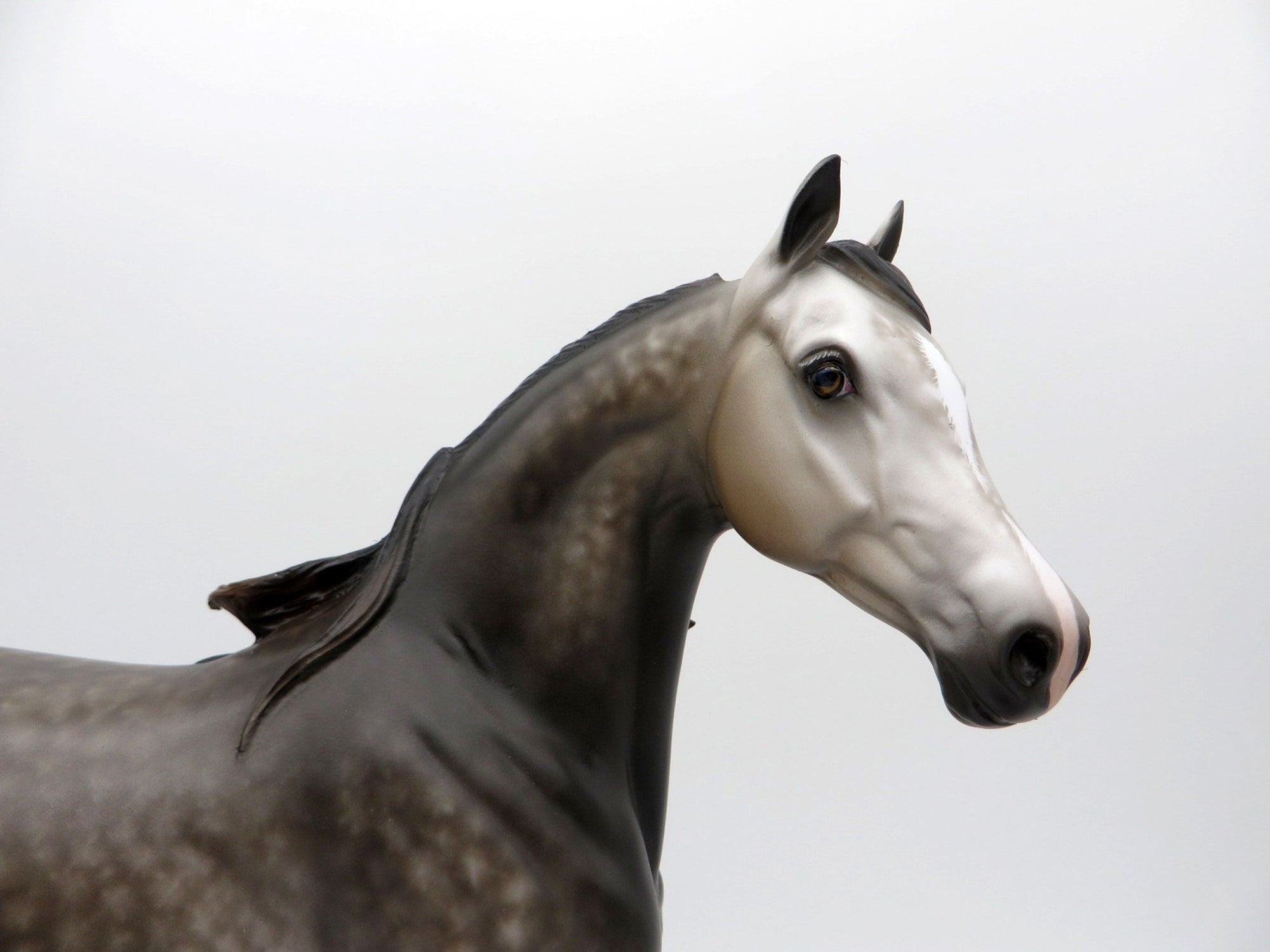 Echo-OOAK Dapple Grey Arabian Mare 3/29/21