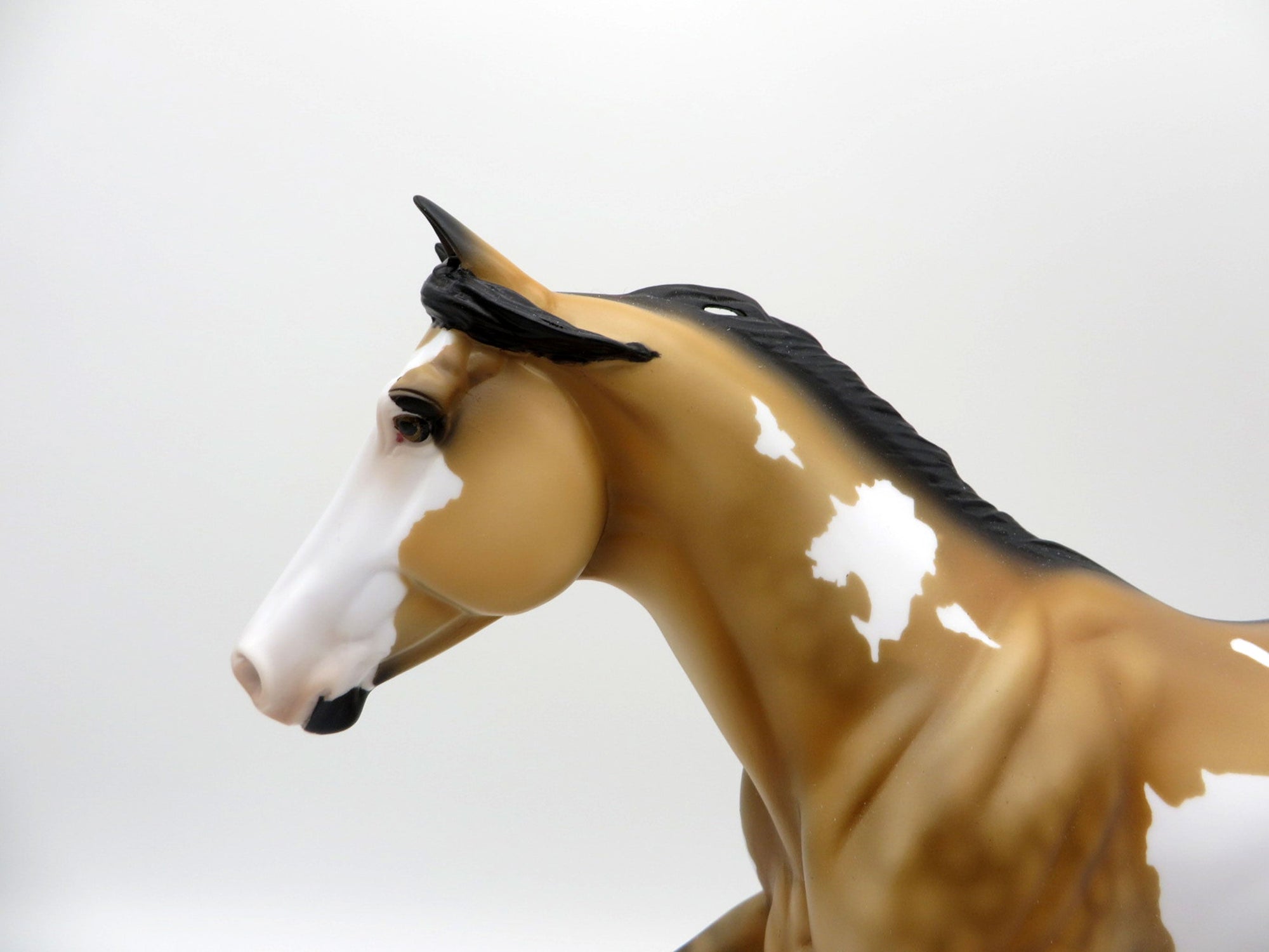 Electric Night-OOAK Buckskin Paint Foundation Quarter Horse SHCF 2021