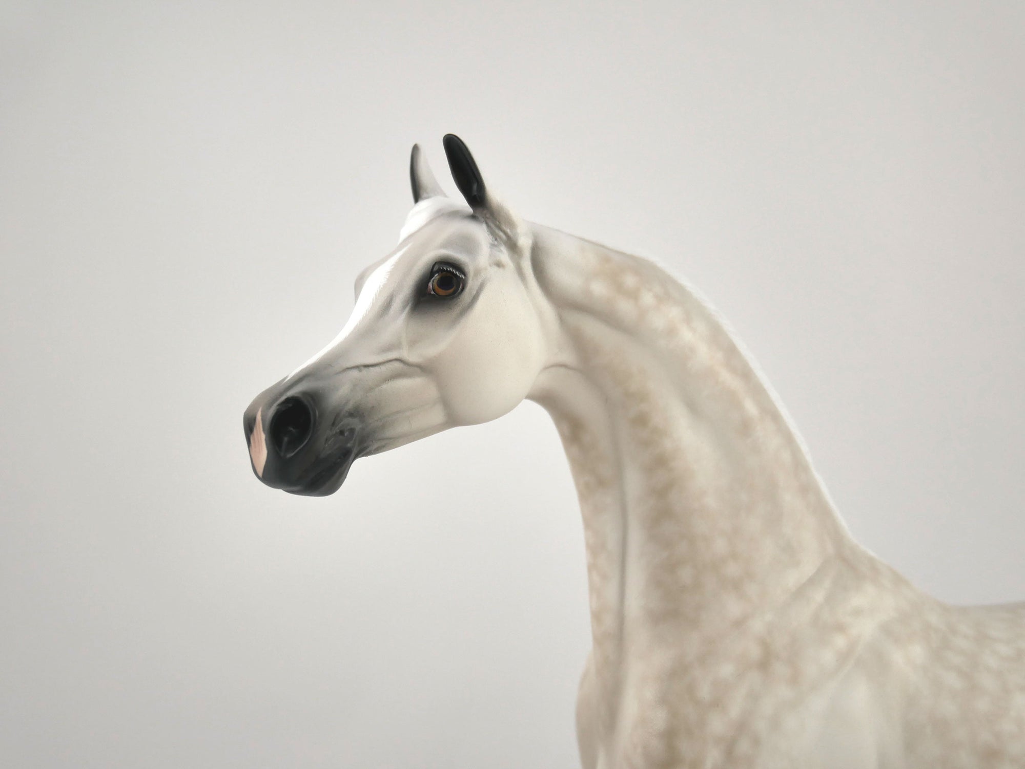 FAULKNER-OOAK LIGHT GREY DAPPLE WITH CUSTOM TAIL BY SHERYL LEISURE 11/11/20