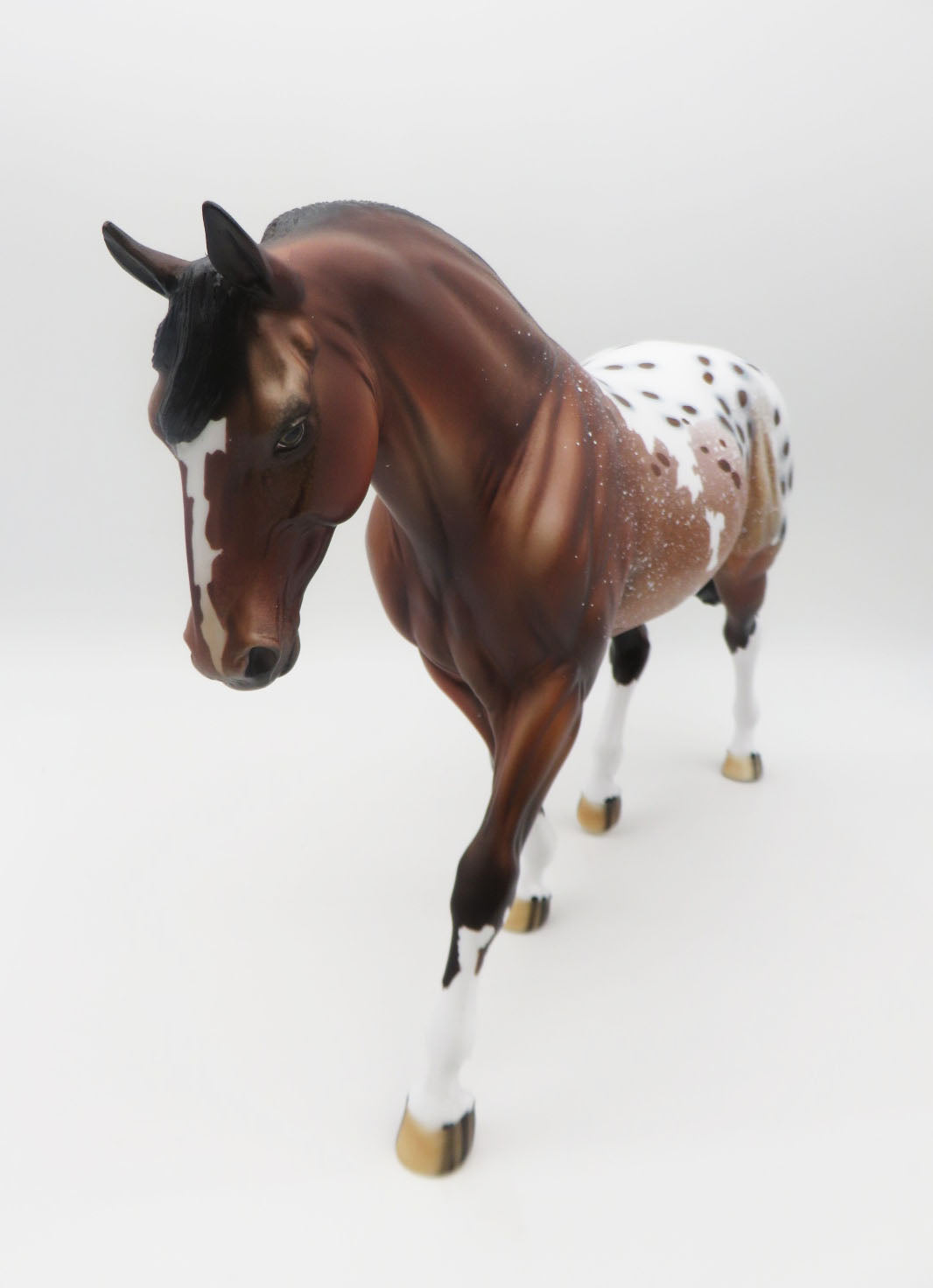 Felix-OOAK Bay Appaloosa Irish Draft by Dawn Quick P&C 23
