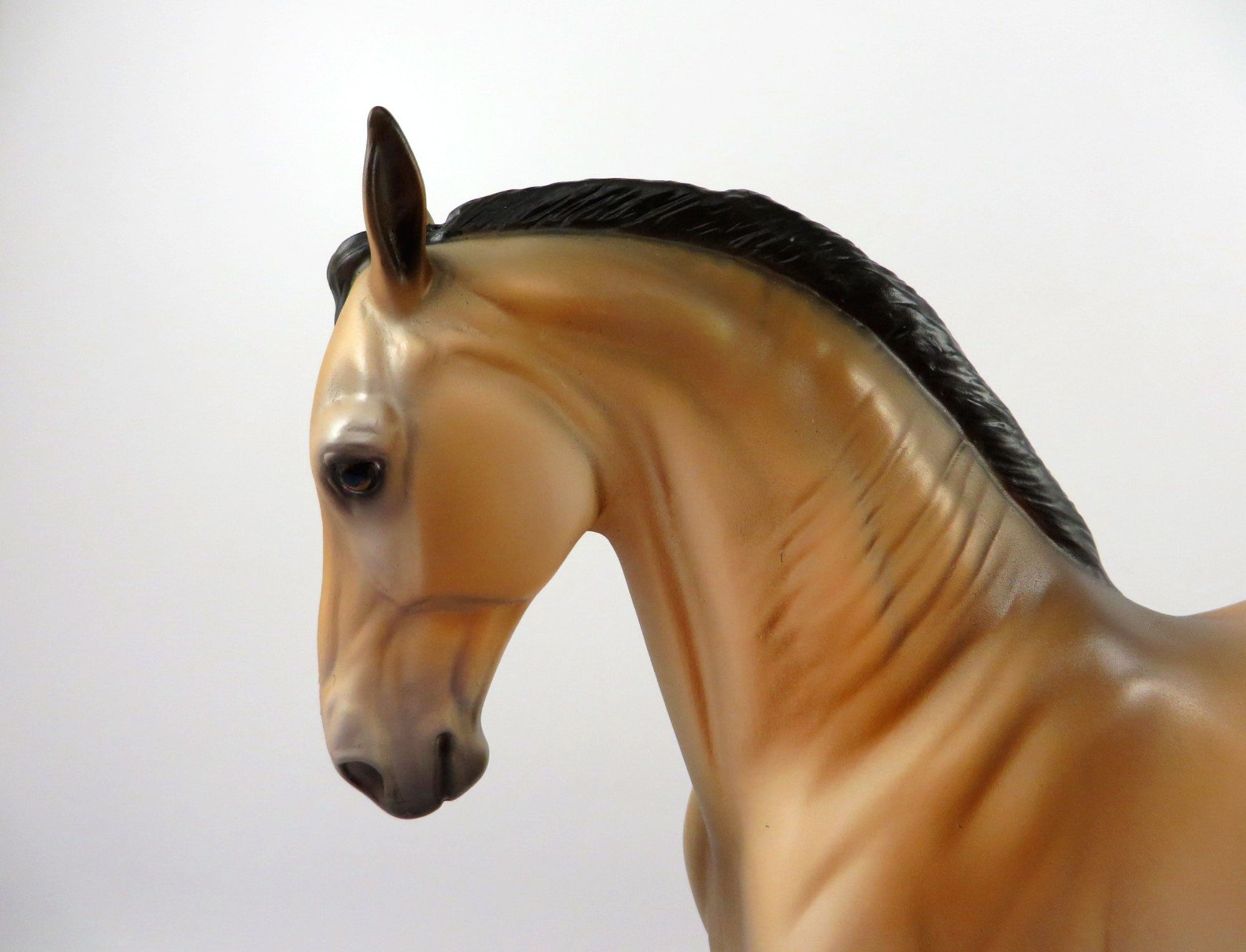 Fionn-OOAK Buckskin Andalusian Painted By Dawn Quick 4/13/21