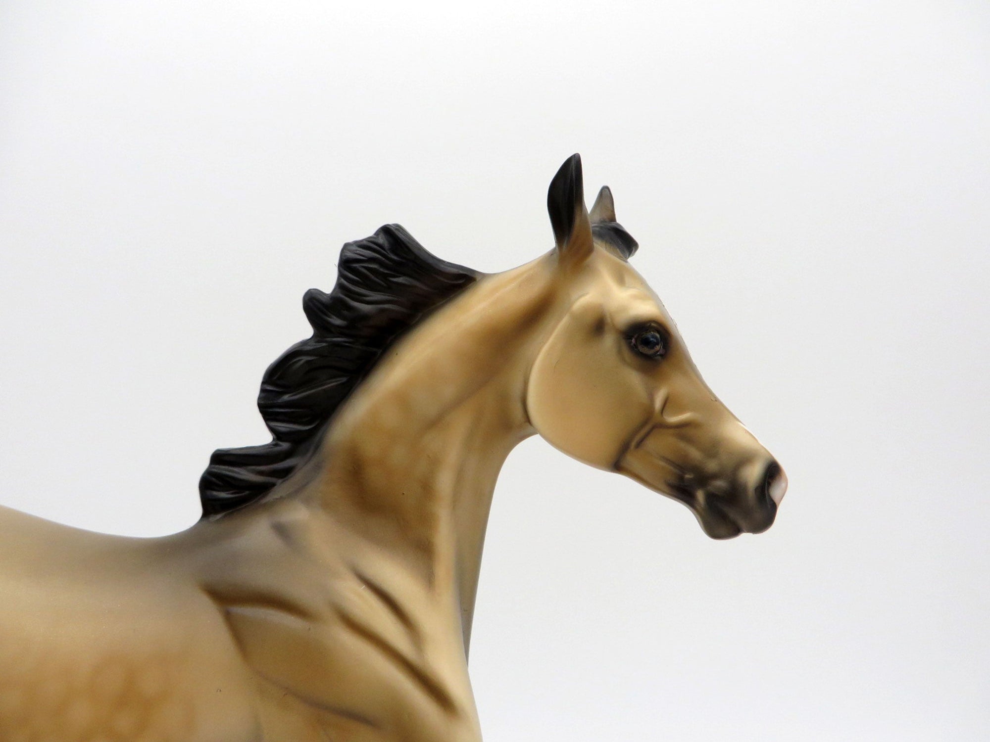 First Amendment | Dapple Buckskin Arab Yearling by Dawn Quick | 7/1/21