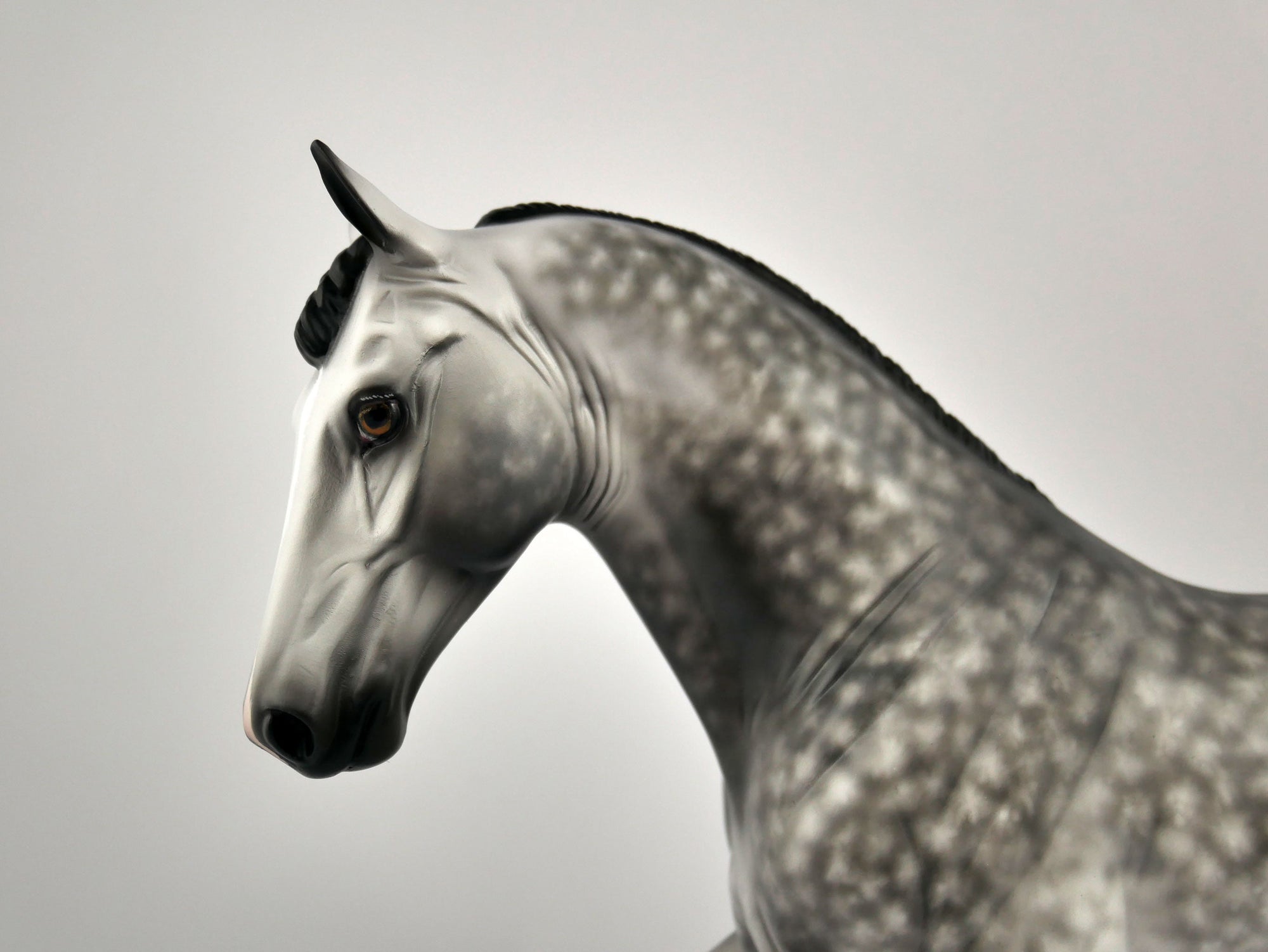 FLORIAN-OOAK DAPPLE GREY TWH BY SHERYL LEISURE 12/03/20