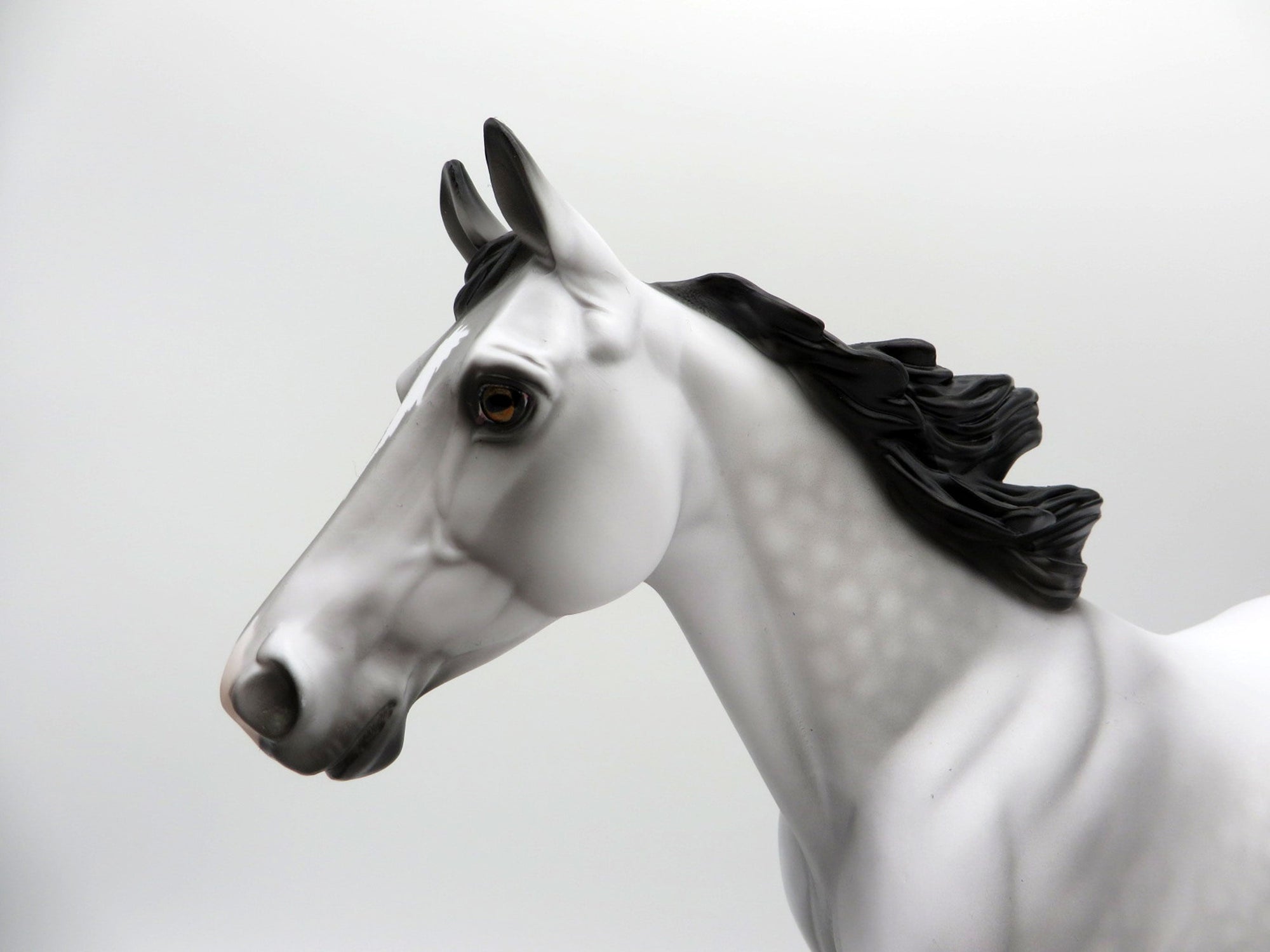 Grey Skies-OOAK Dapple Grey Palouse SHCF 2021