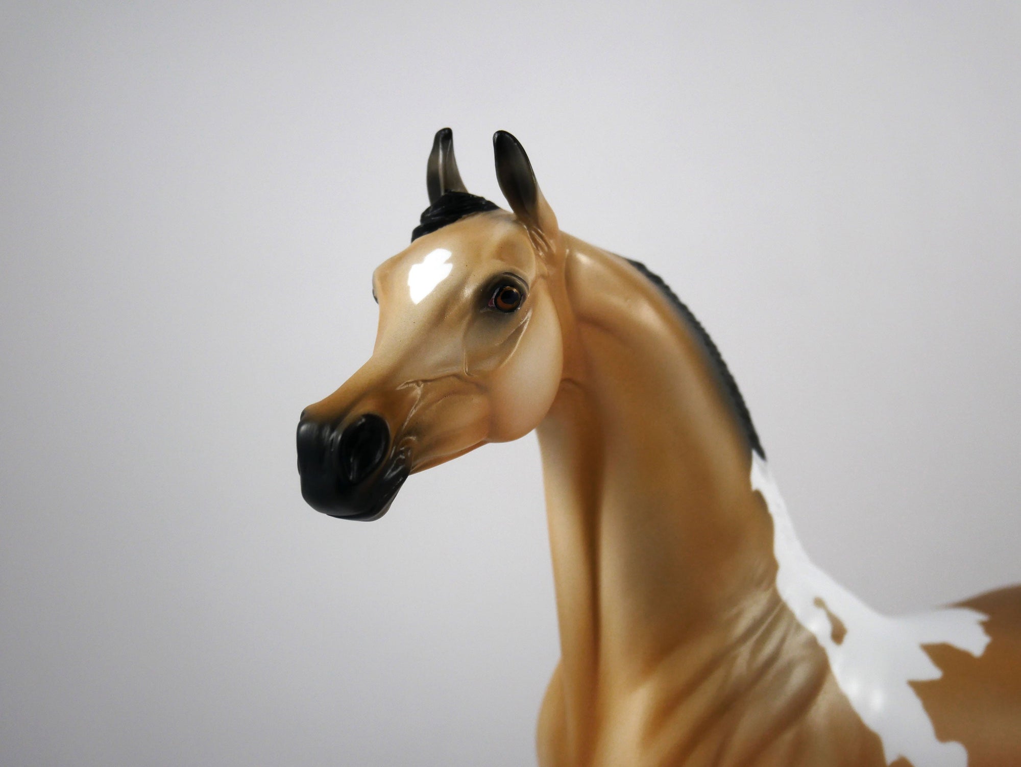 Hank-OOAK Buckskin Paint Arabian by Ellen 1/29/21