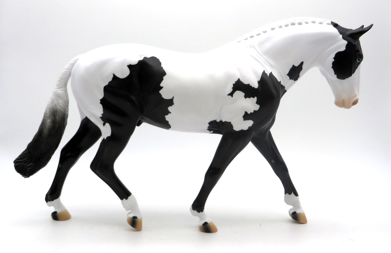 Capone - Black Tovero Irish Draught - SHCF 22