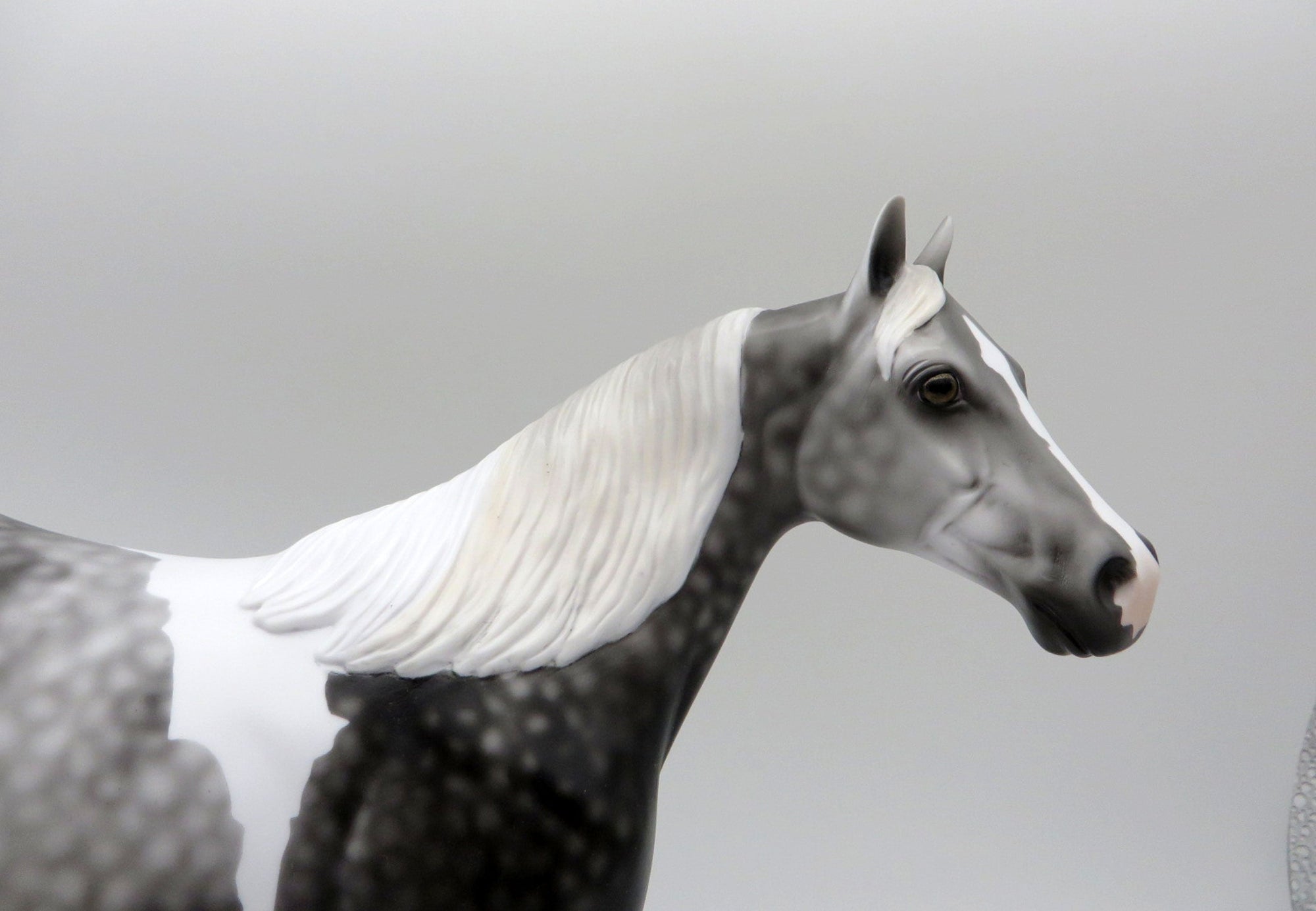 Idle Tongue-LE-3 Dapple Grey Paint ISH 5/7/21