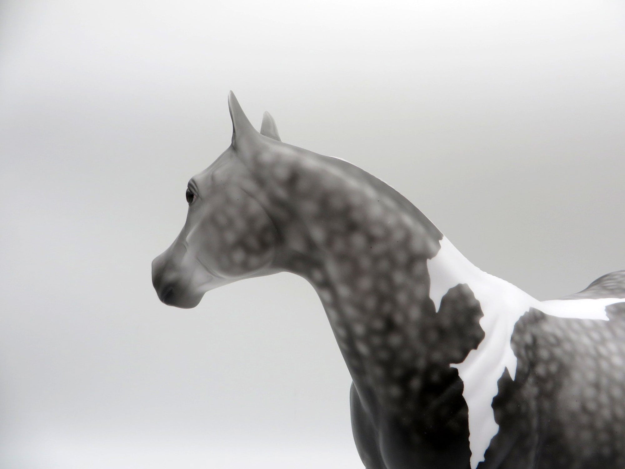 Idle Tongue-LE-3 Dapple Grey Paint ISH 5/7/21