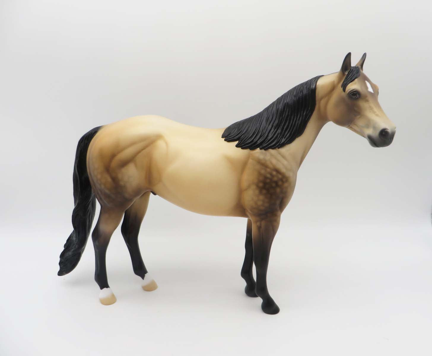 Dutton LE 10 Dappled Sooty Buckskin Ideal Stock Horse By Ellen Robbins SHCF23