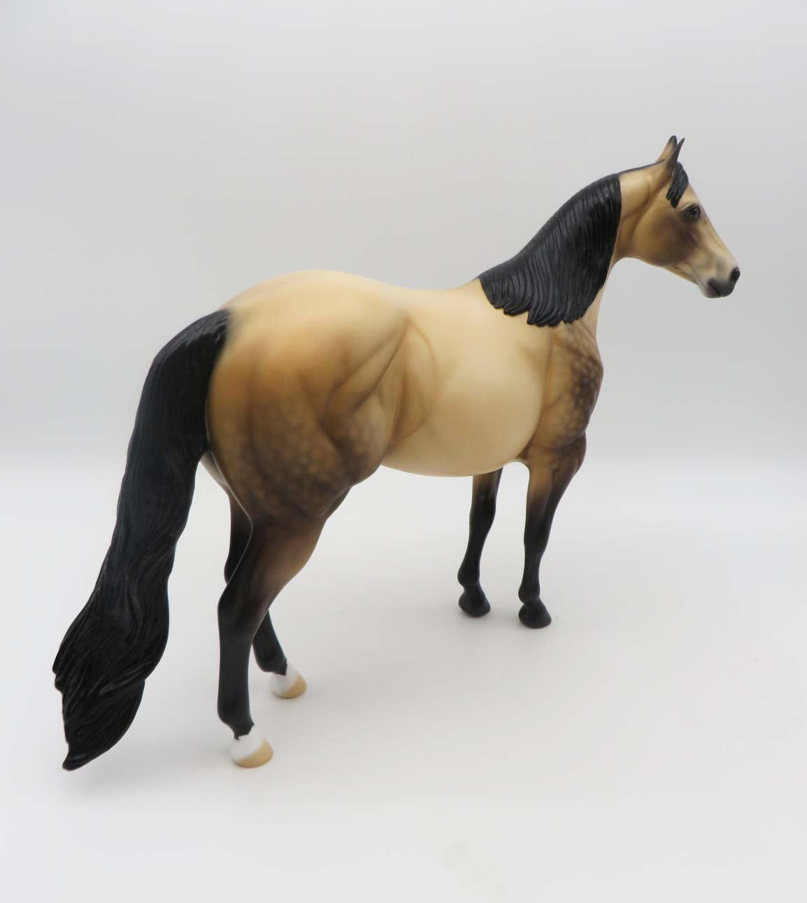 Dutton LE 10 Dappled Sooty Buckskin Ideal Stock Horse By Ellen Robbins SHCF23