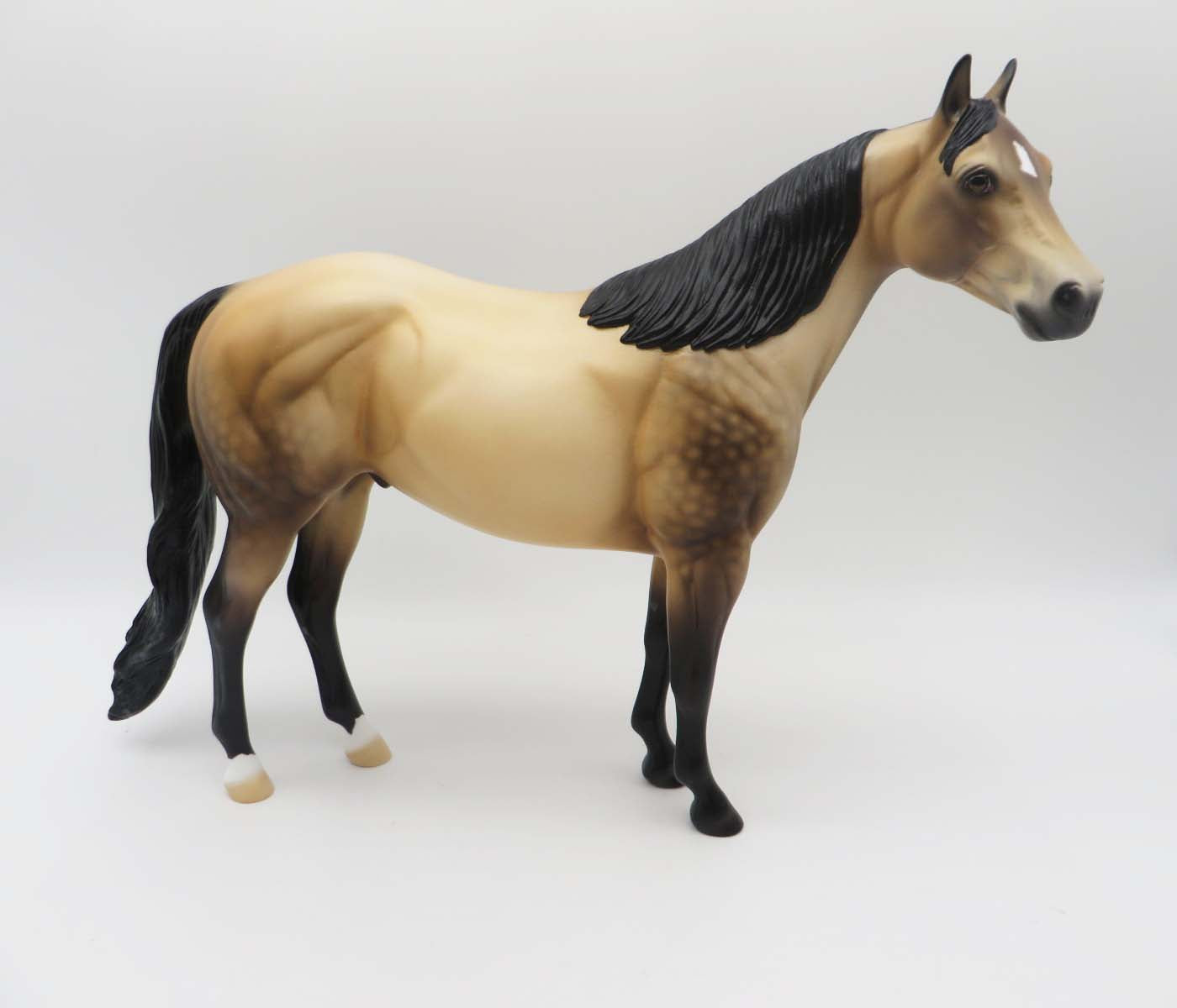 Dutton LE 10 Dappled Sooty Buckskin Ideal Stock Horse By Ellen Robbins SHCF23