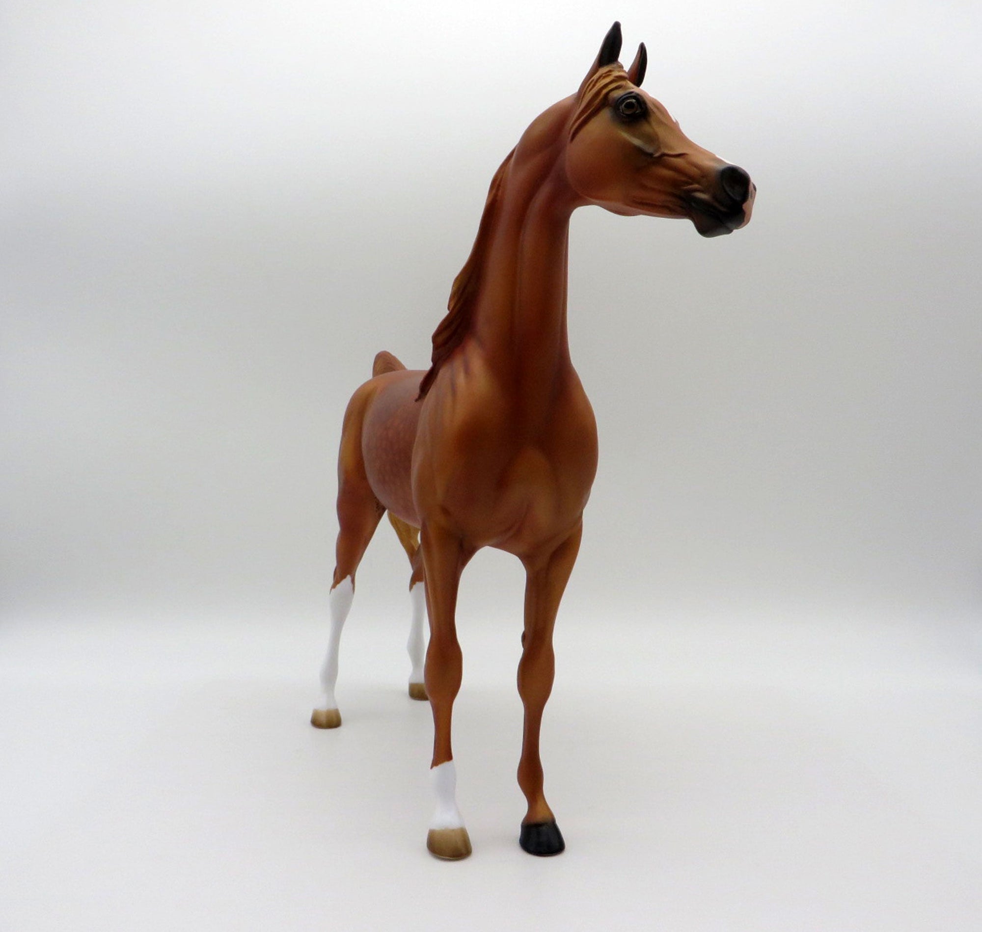 May King-LE-15 Dapple Chestnut Arabian Stone Horse Country Fair 2021