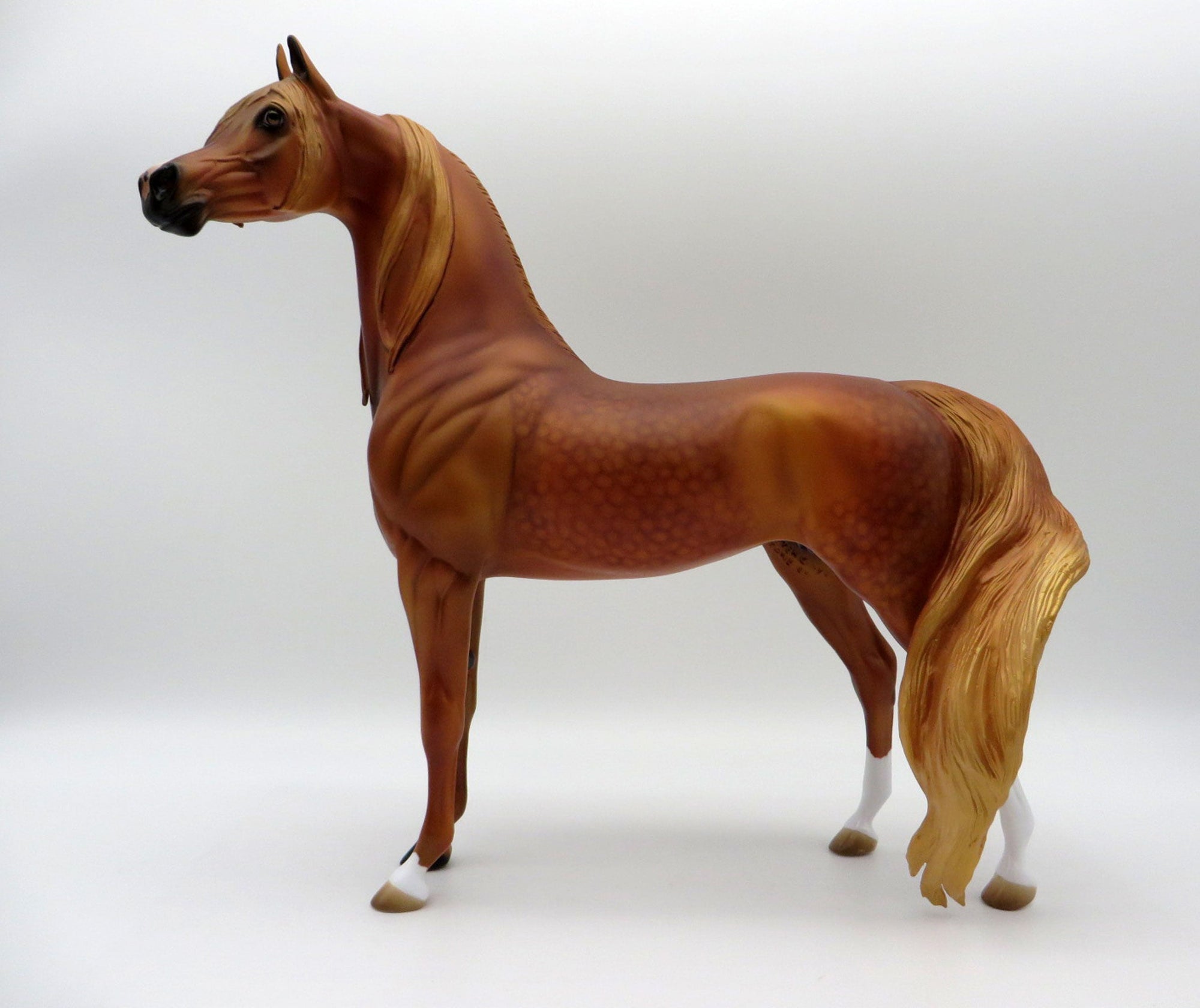 May Queen-LE-15 Dapple Chestnut Arabian SHCF 2021