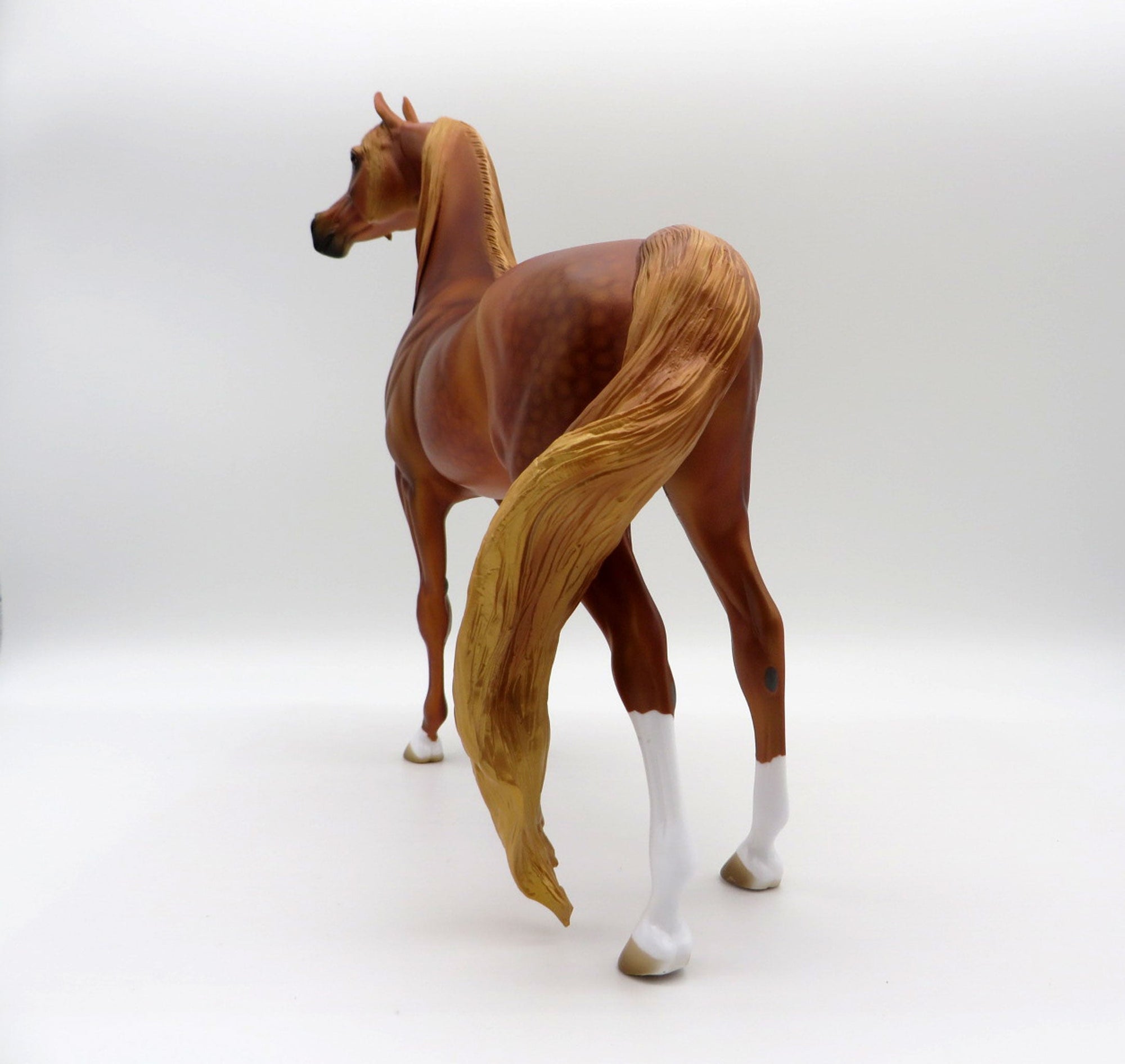 May Queen-LE-15 Dapple Chestnut Arabian SHCF 2021