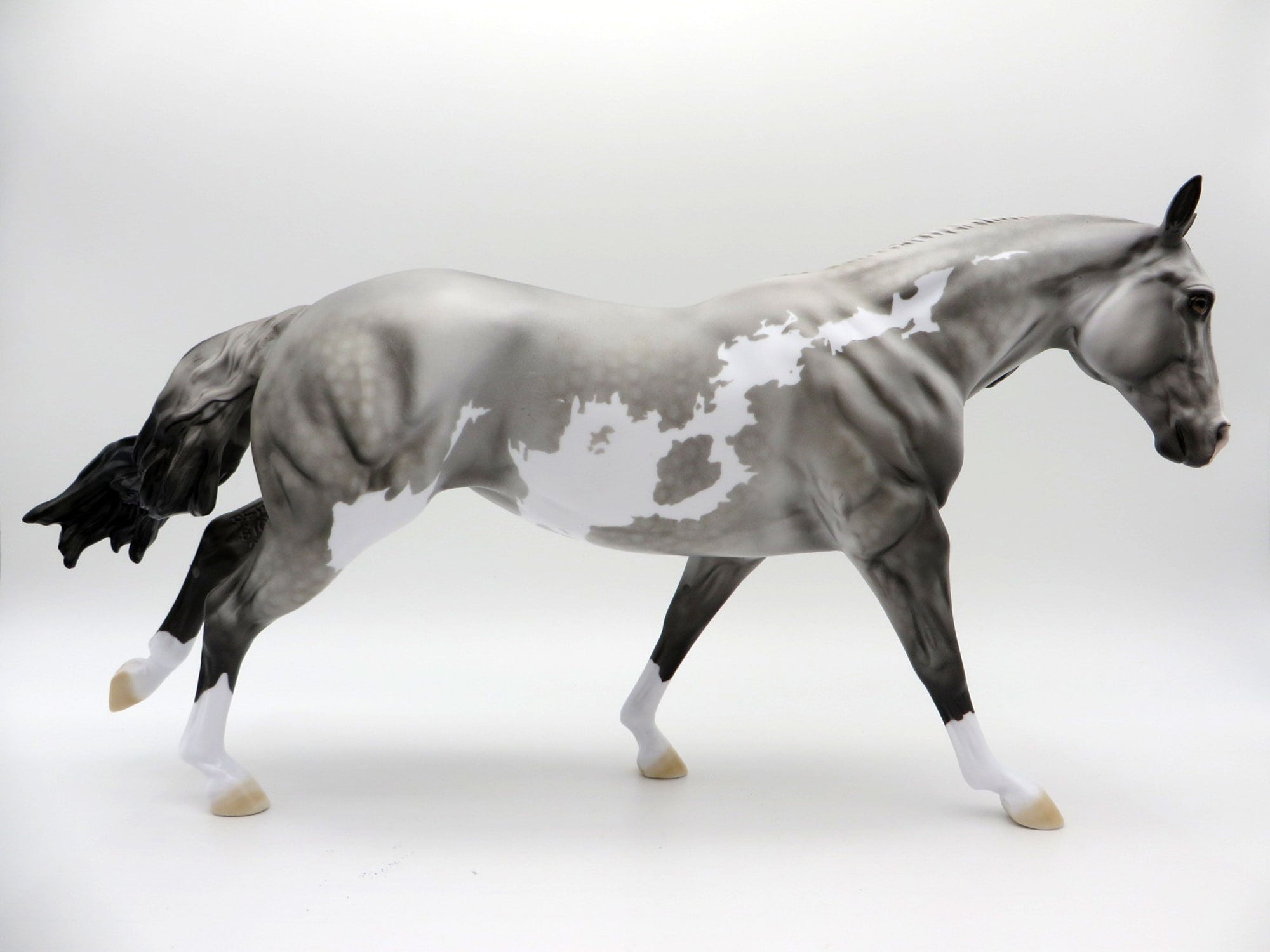 Meester Independence | Dapple Gray Overo Stock Horse by Dawn Quick | 7/1/21