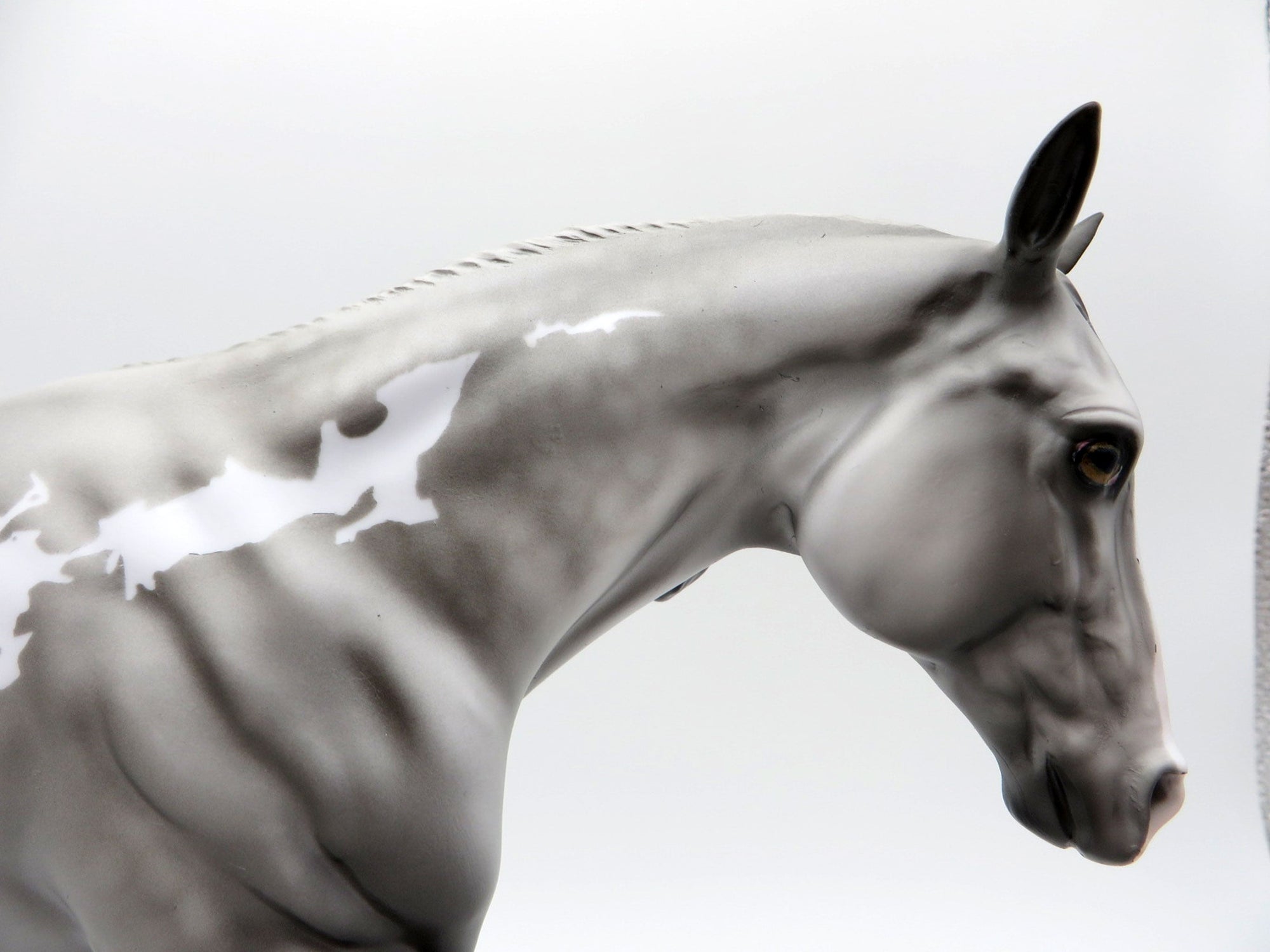 Meester Independence | Dapple Gray Overo Stock Horse by Dawn Quick | 7/1/21