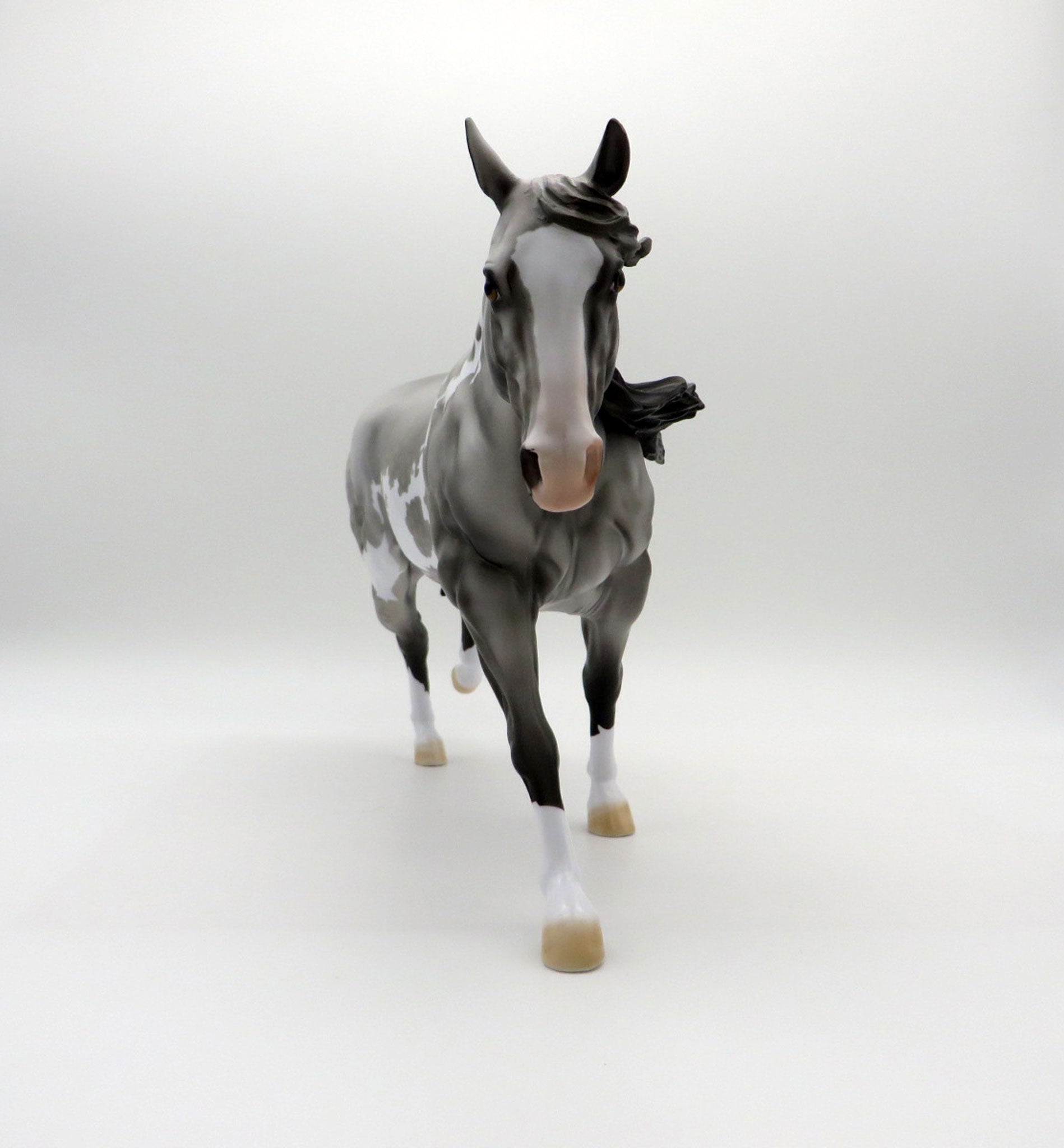 Meester Independence | Dapple Gray Overo Stock Horse by Dawn Quick | 7/1/21