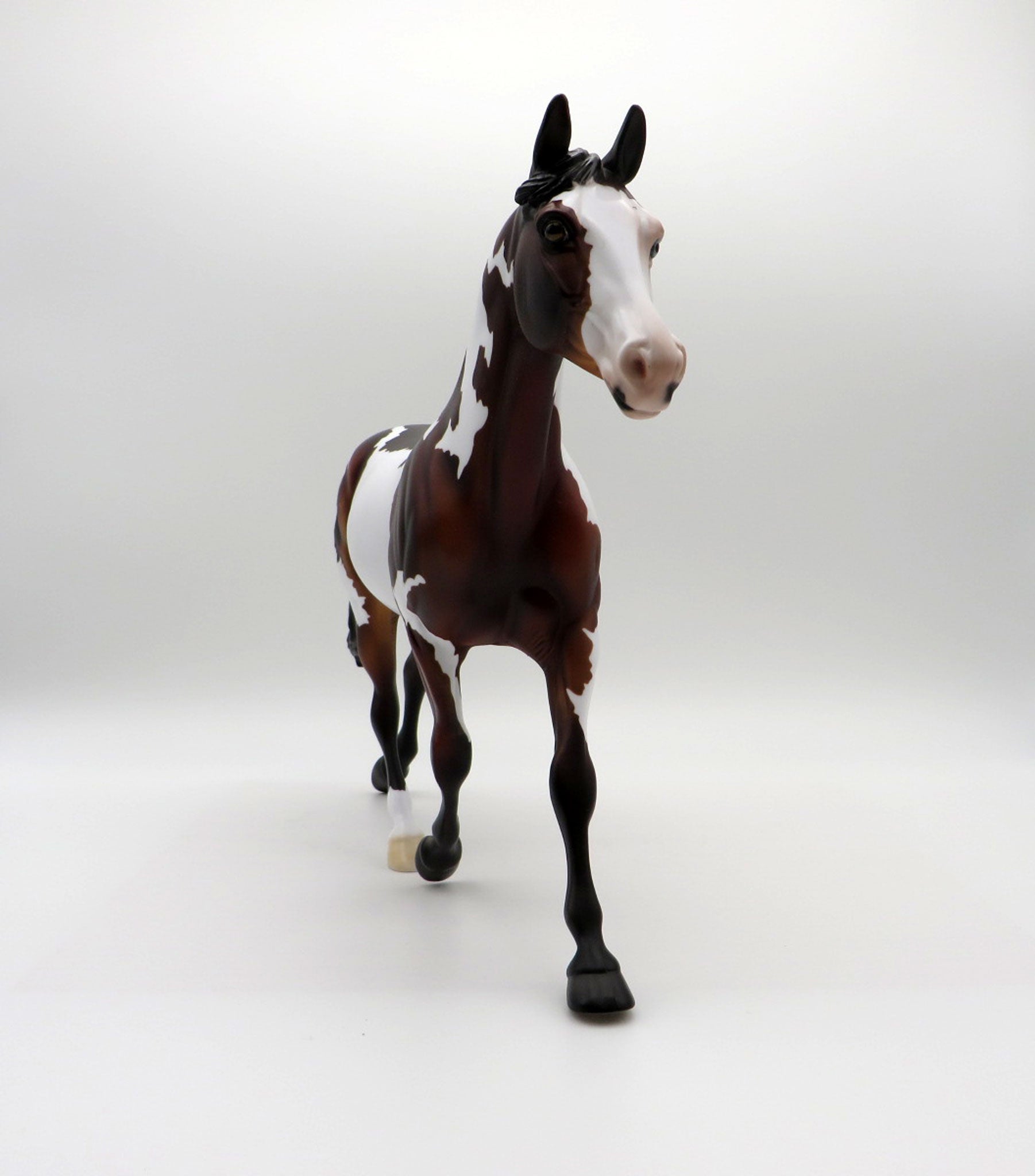 Merak-OOAK Dapple Bay Palouse SHCF 2021