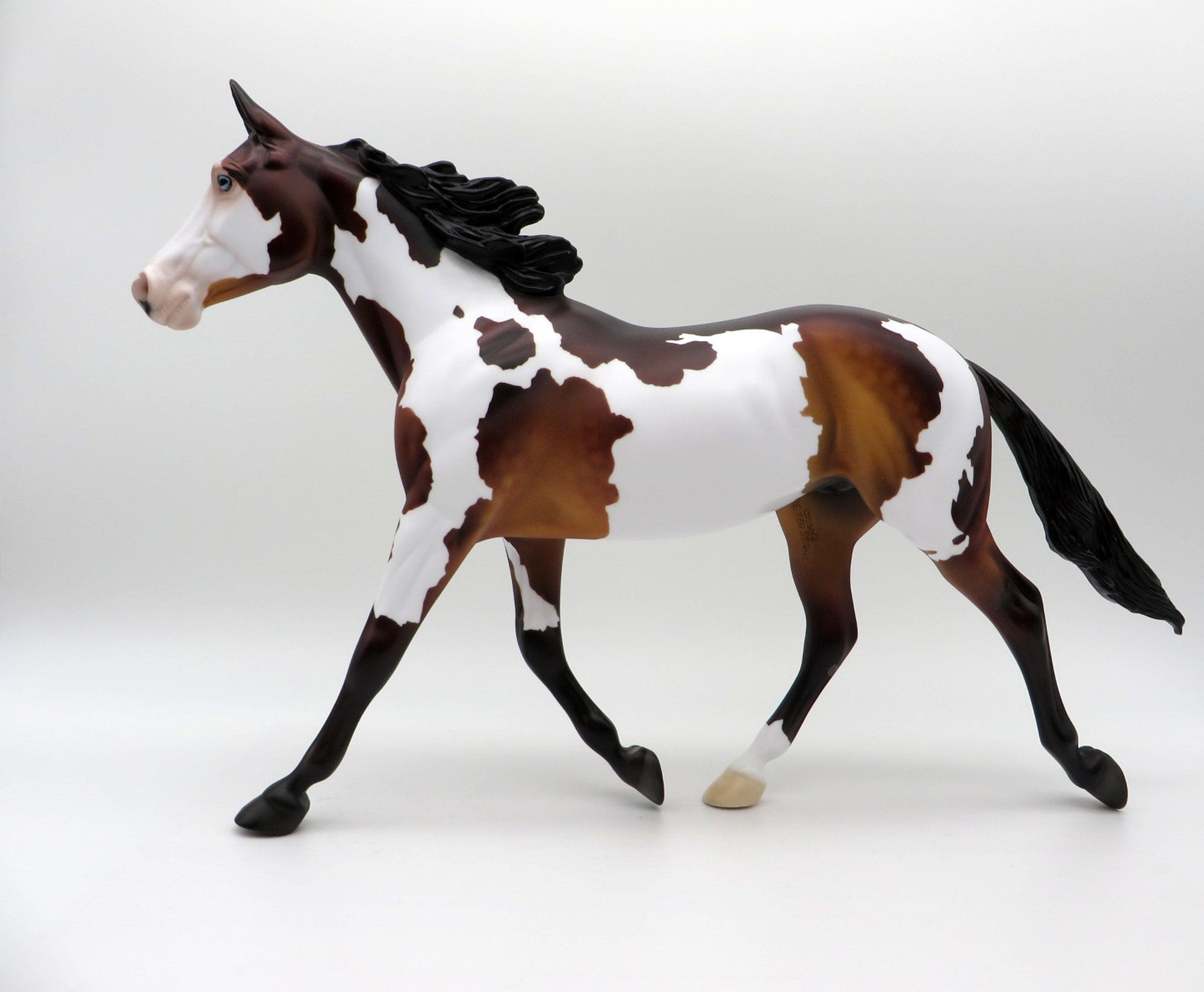 Merak-OOAK Dapple Bay Palouse SHCF 2021