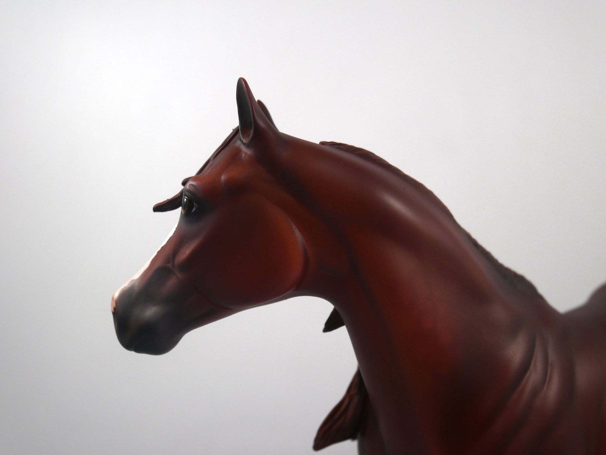 MIAMI-OOAK Chestnut ISH SB21