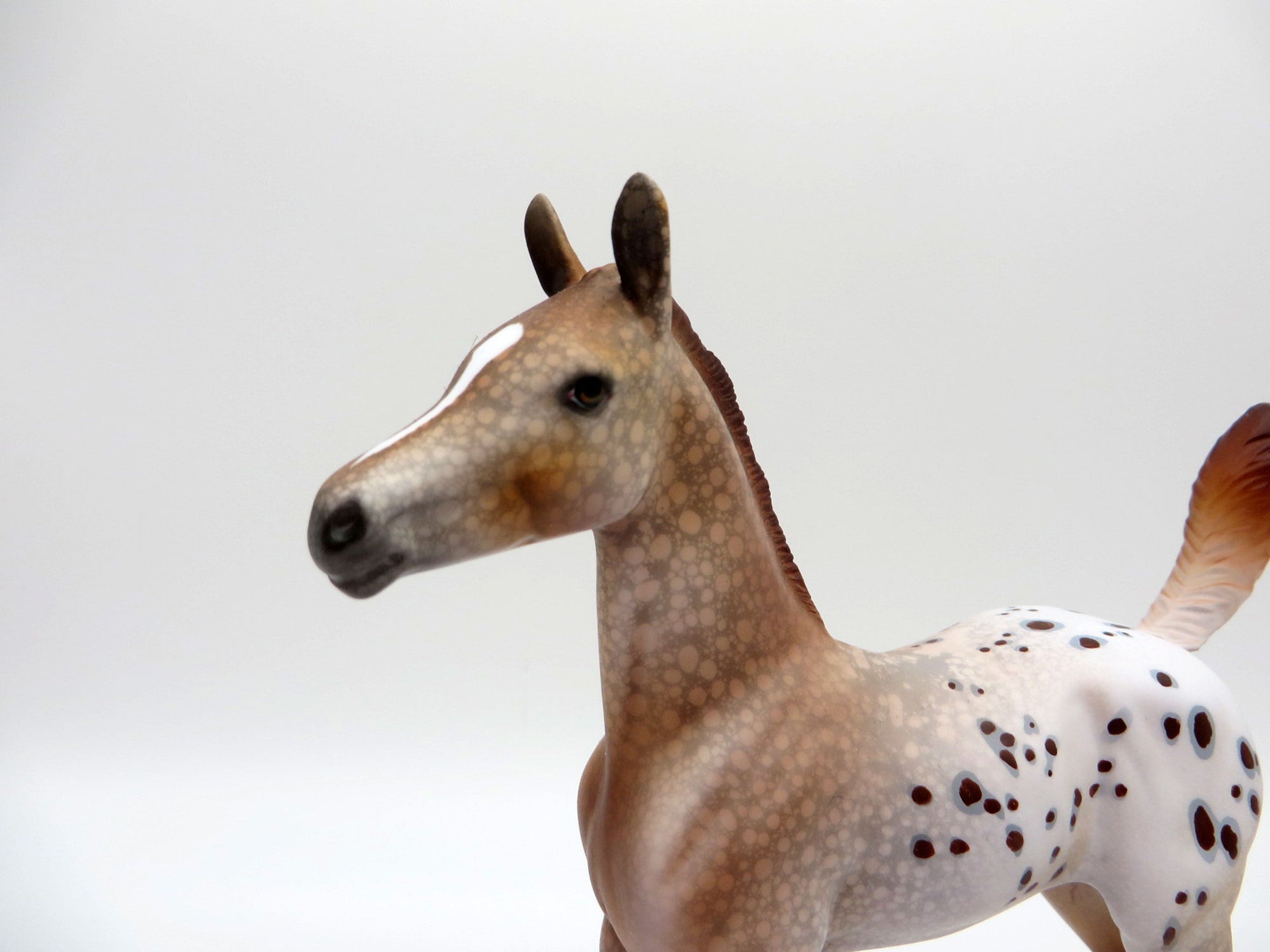 Mucha-LE-15 Chestnut Appaloosa Arabian Foal EQ 2021