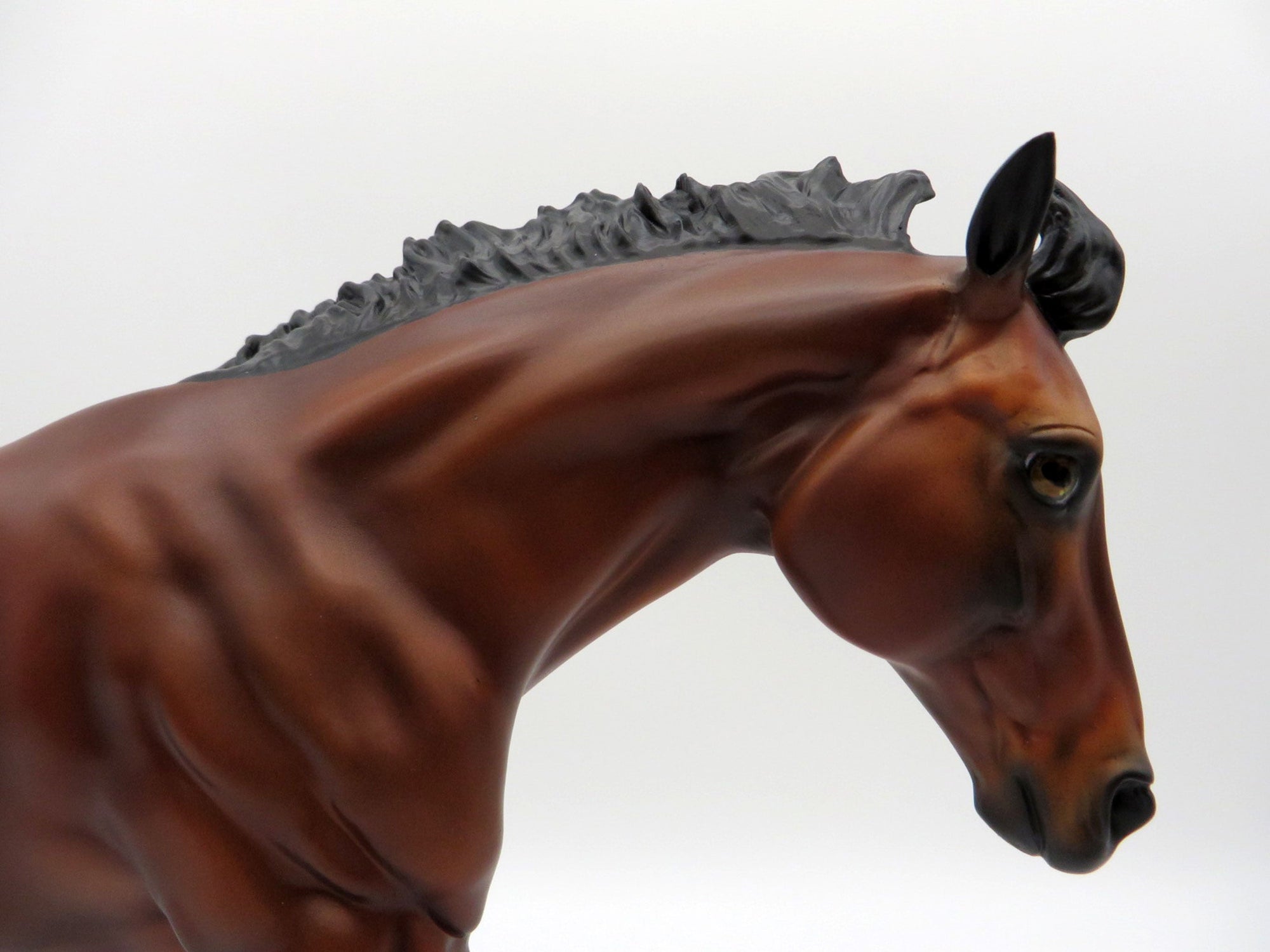 Mustang Salli-LE-70 Bay Running Stock Horses Stone Horse Country Fair 2021