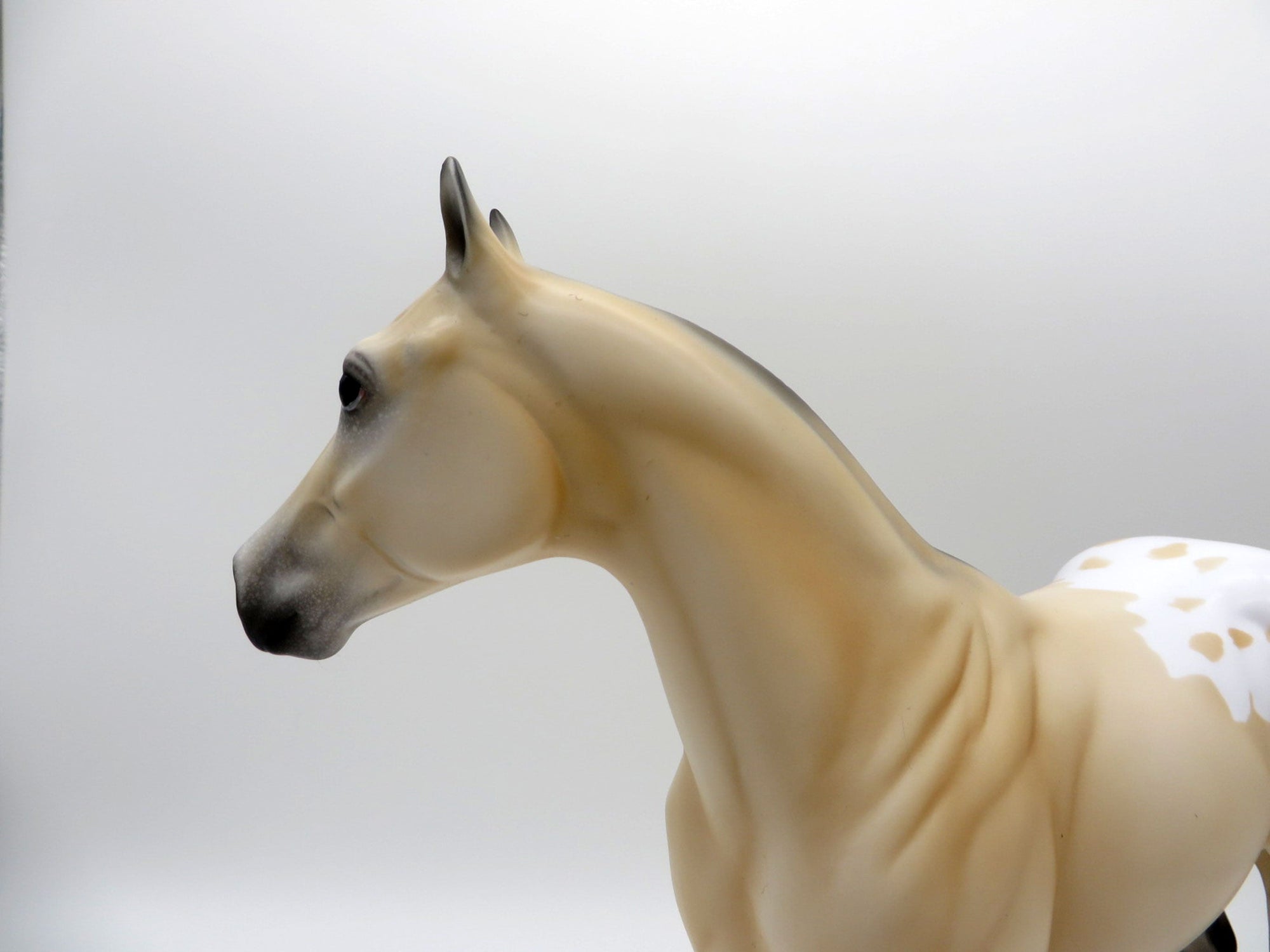 NOLAN-OOAK BUCKSKIN APPALOOSA ISH SHCF 2021