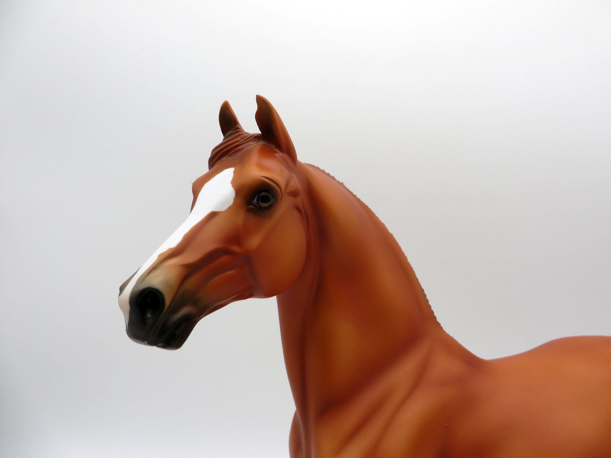 Ophiuchus-OOAK Chestnut Paint Morgan SHCF 2021