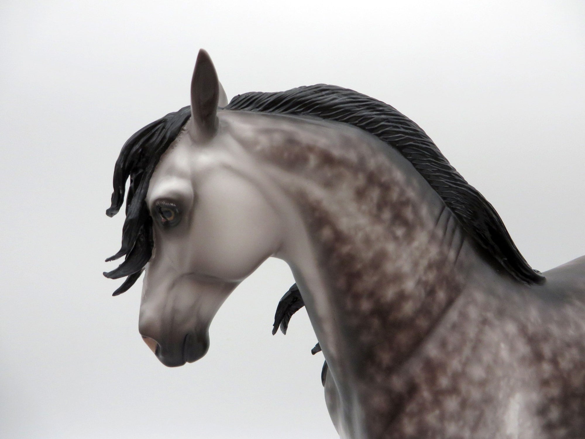 Orwell-OOAK Dapple Grey Andalusian Painted by Sheryl Leisure EQ 21
