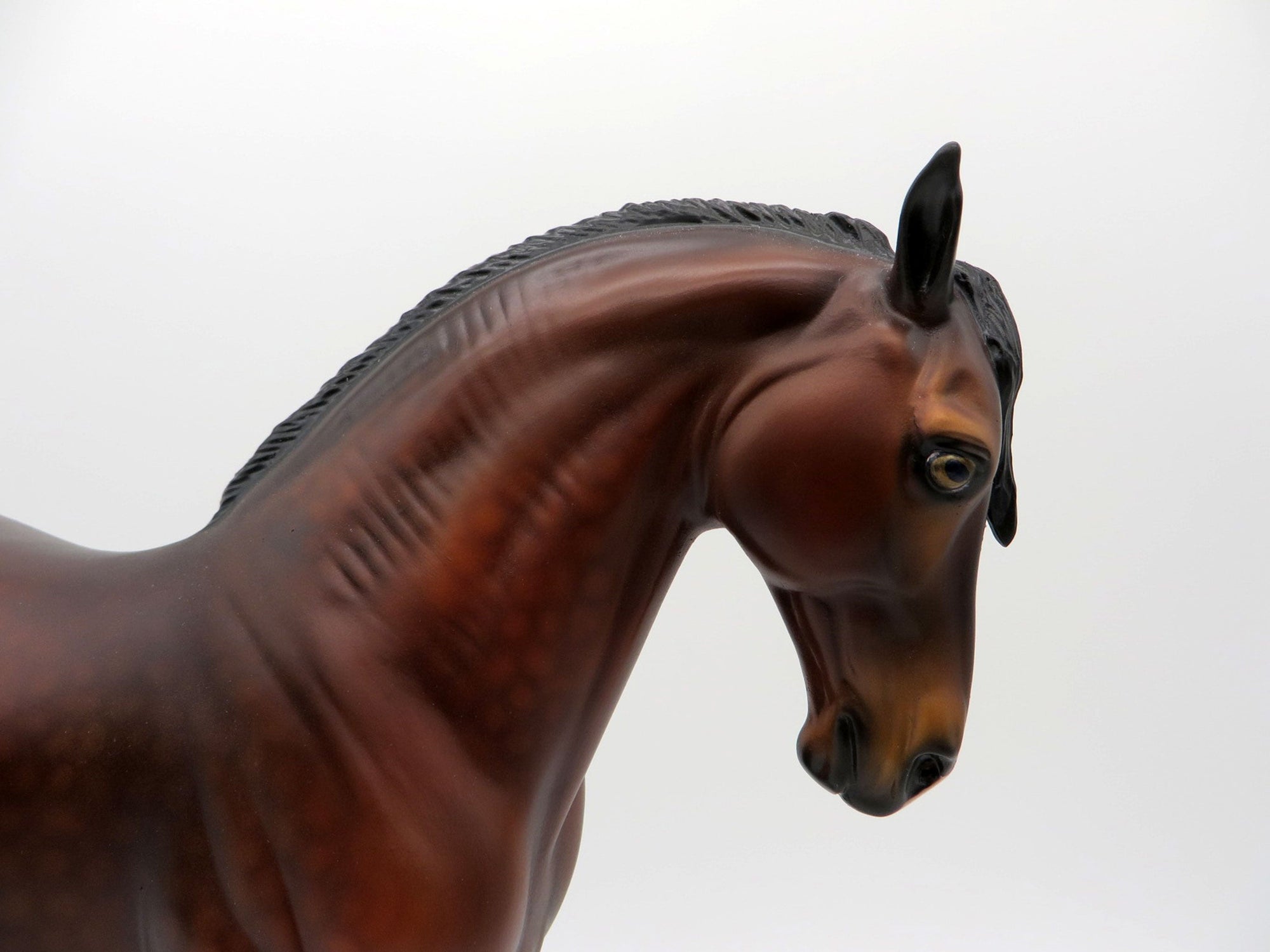 Overcast-OOAK Dapple Bay Andalusian SHCF 2021