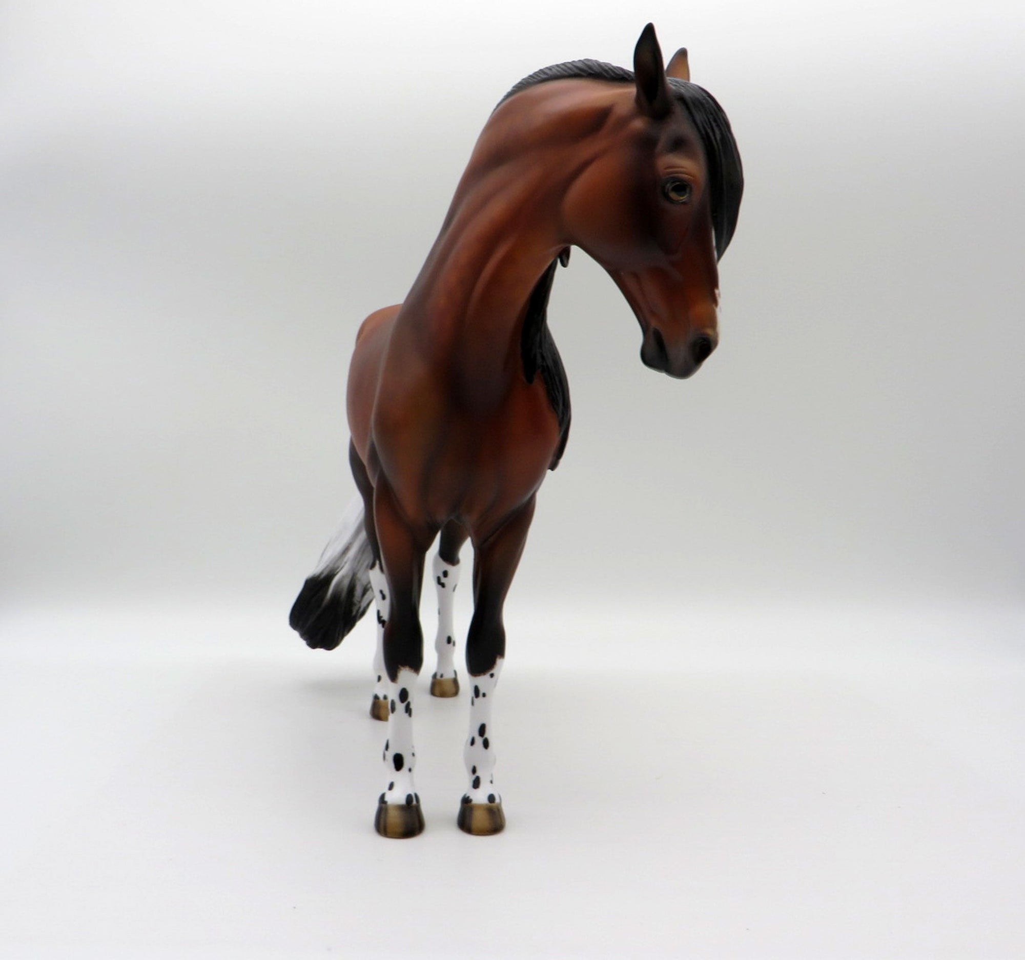 Pluie-OOAK Bay Pintaloosa Andalusian SHCF 21