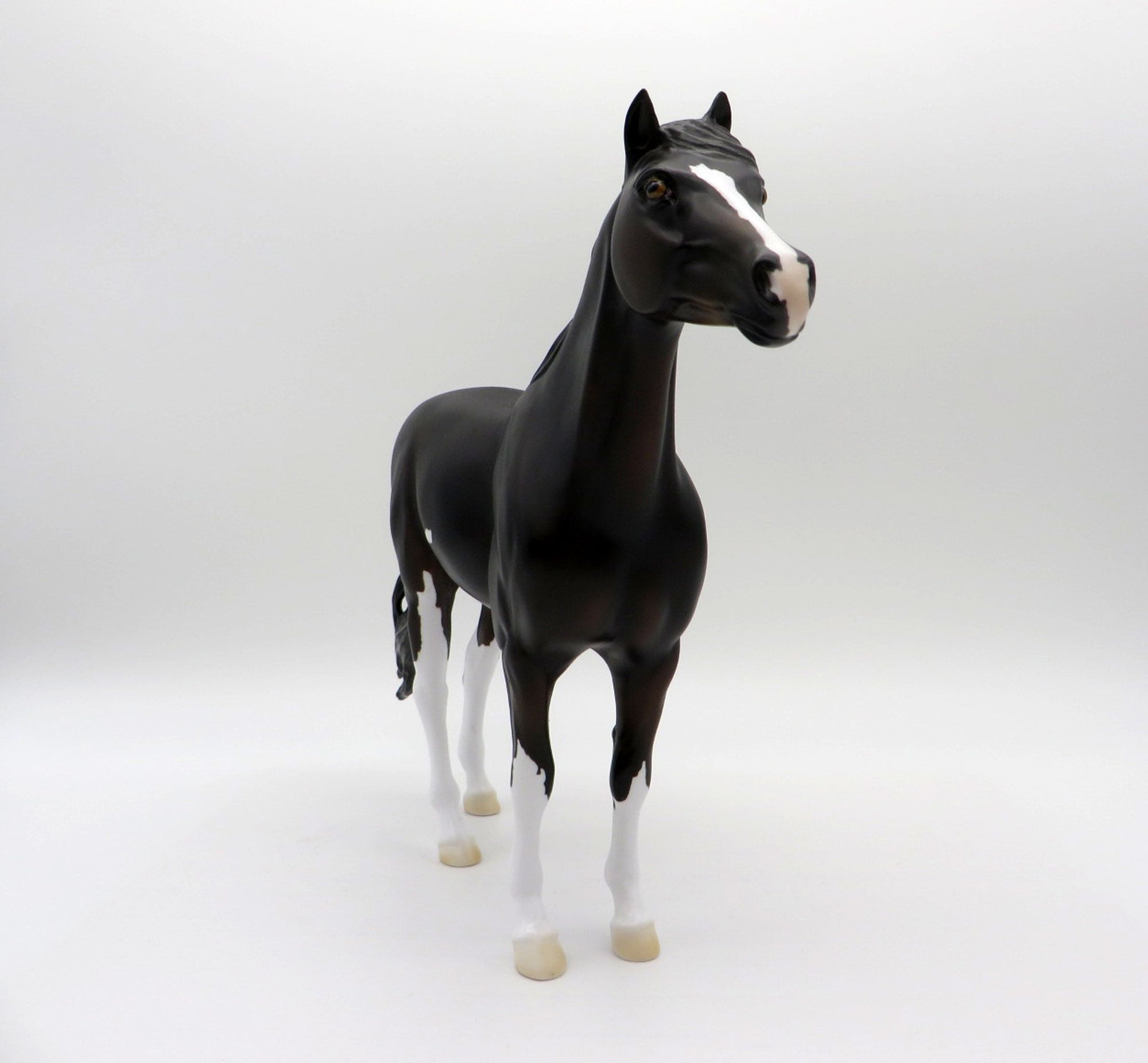 Perseus-OOAK Bay Pinto Mustang SHCF 2021