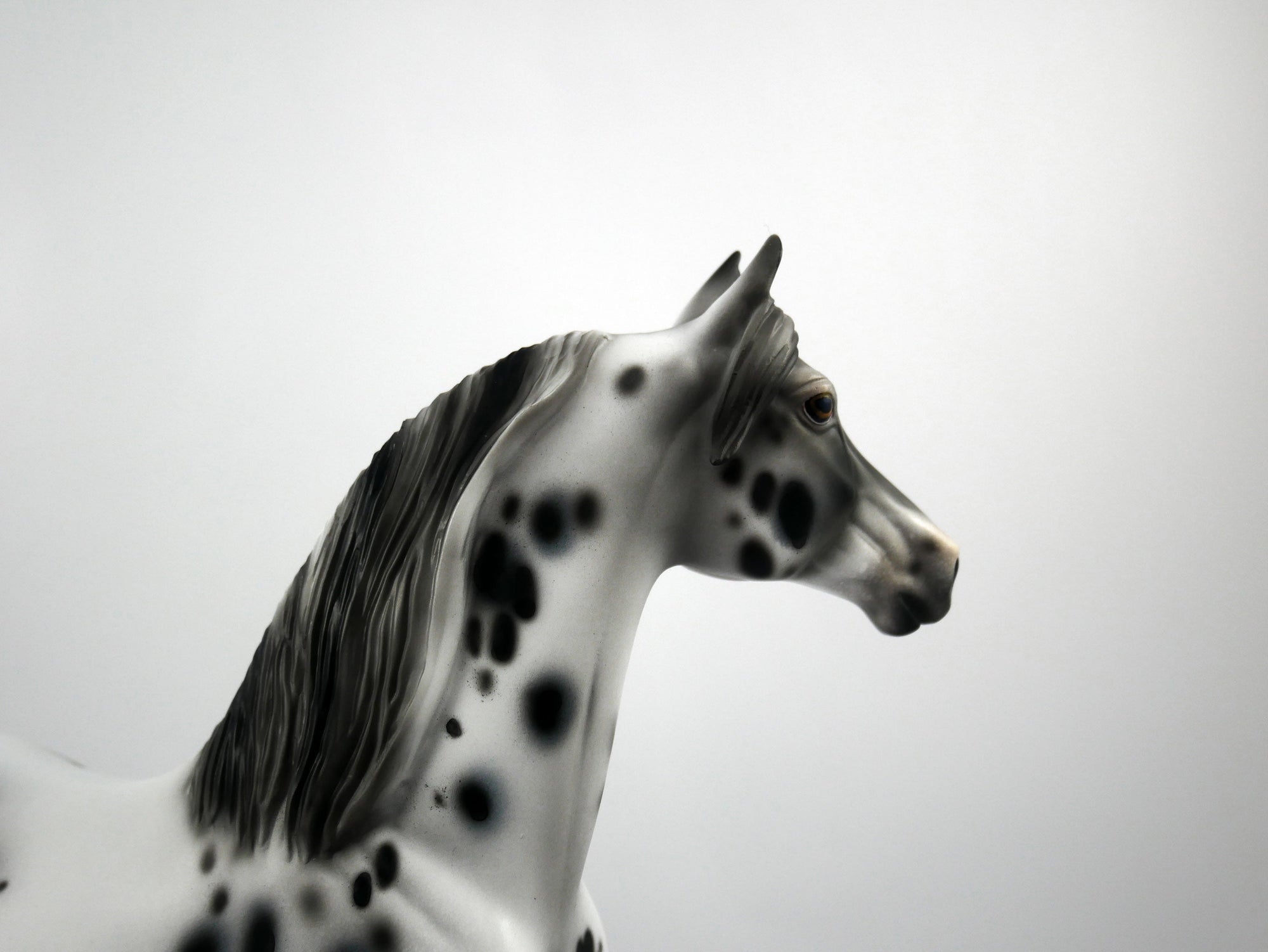 Bad Company-OOAK Appaloosa Morgan 1/8/21