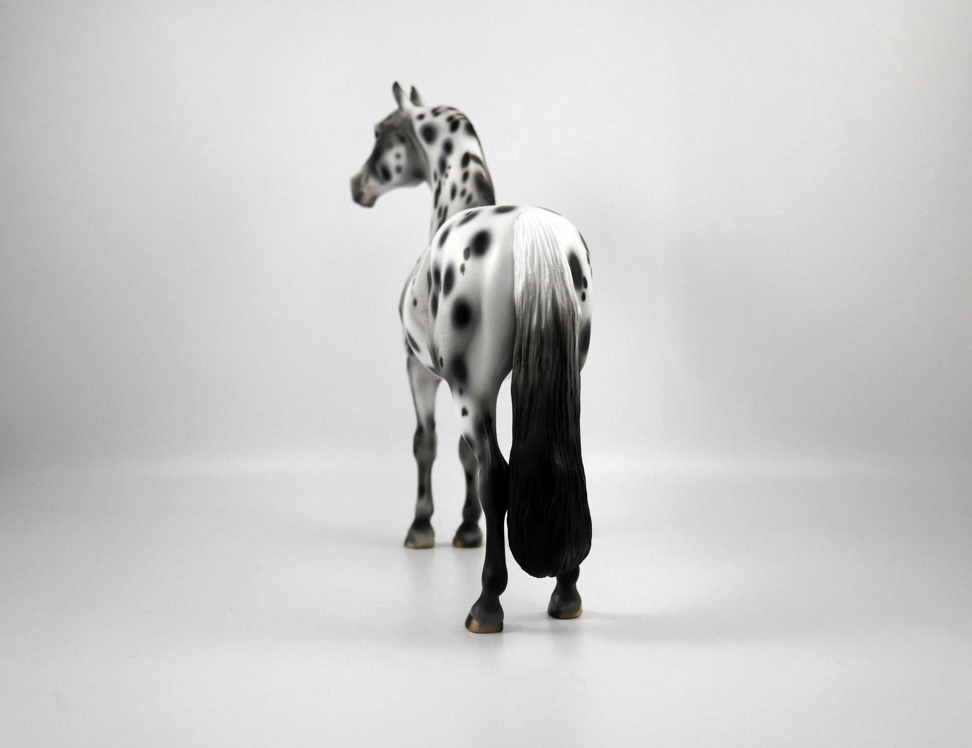 Bad Company-OOAK Appaloosa Morgan 1/8/21