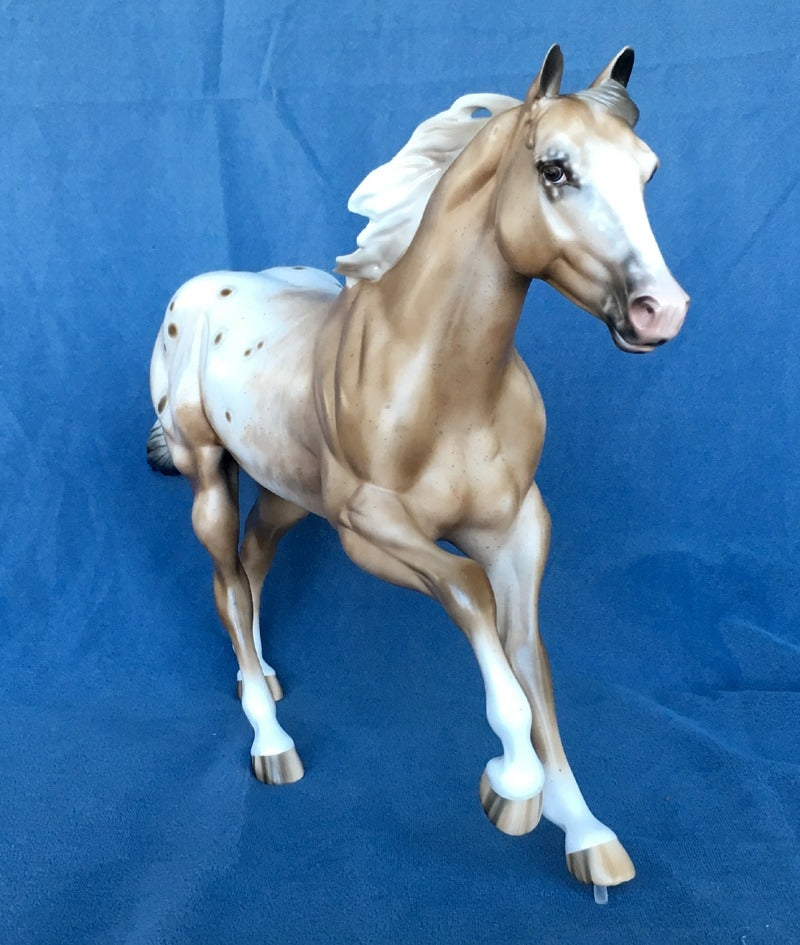 BE COLORFUL-OOAK BAY APPALOOSA FOUNDATION QUARTER HORSE 4/24/20