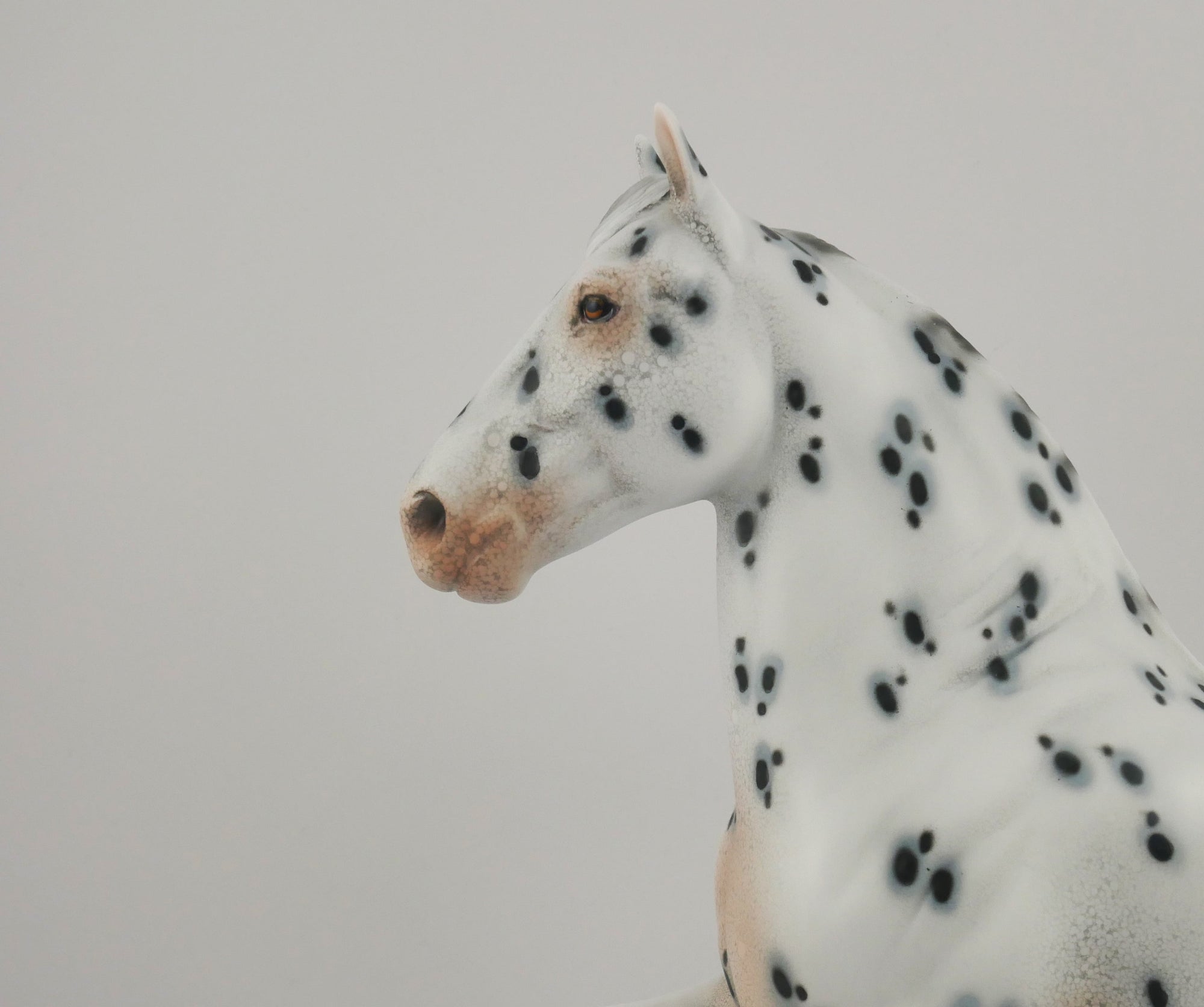 BISTRE-OOAK LOUD APPALOOSA TROTTING DRAFT BY DAWN QUICK