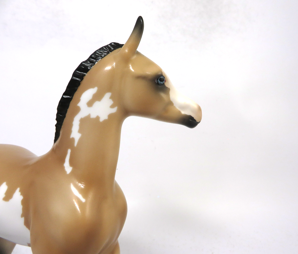 TUMBLE- LE 7- ARABIAN FOAL BUCKSKIN OVERO SB19