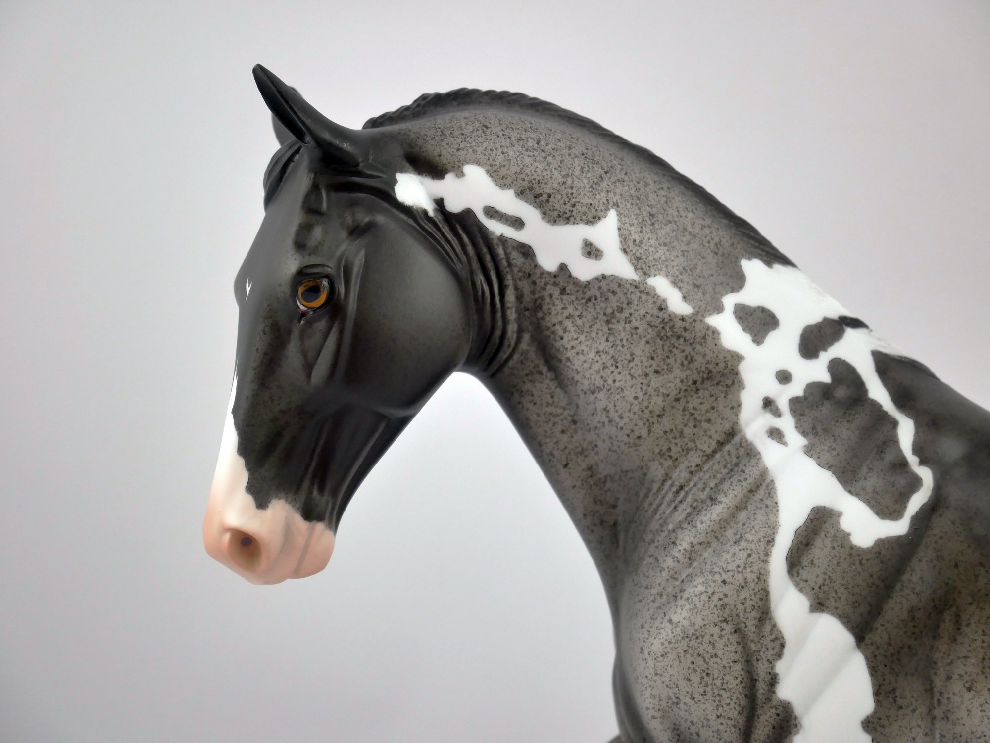 CADET-OOAK BLUE ROAN PINTO TWH BY DAWN QUICK