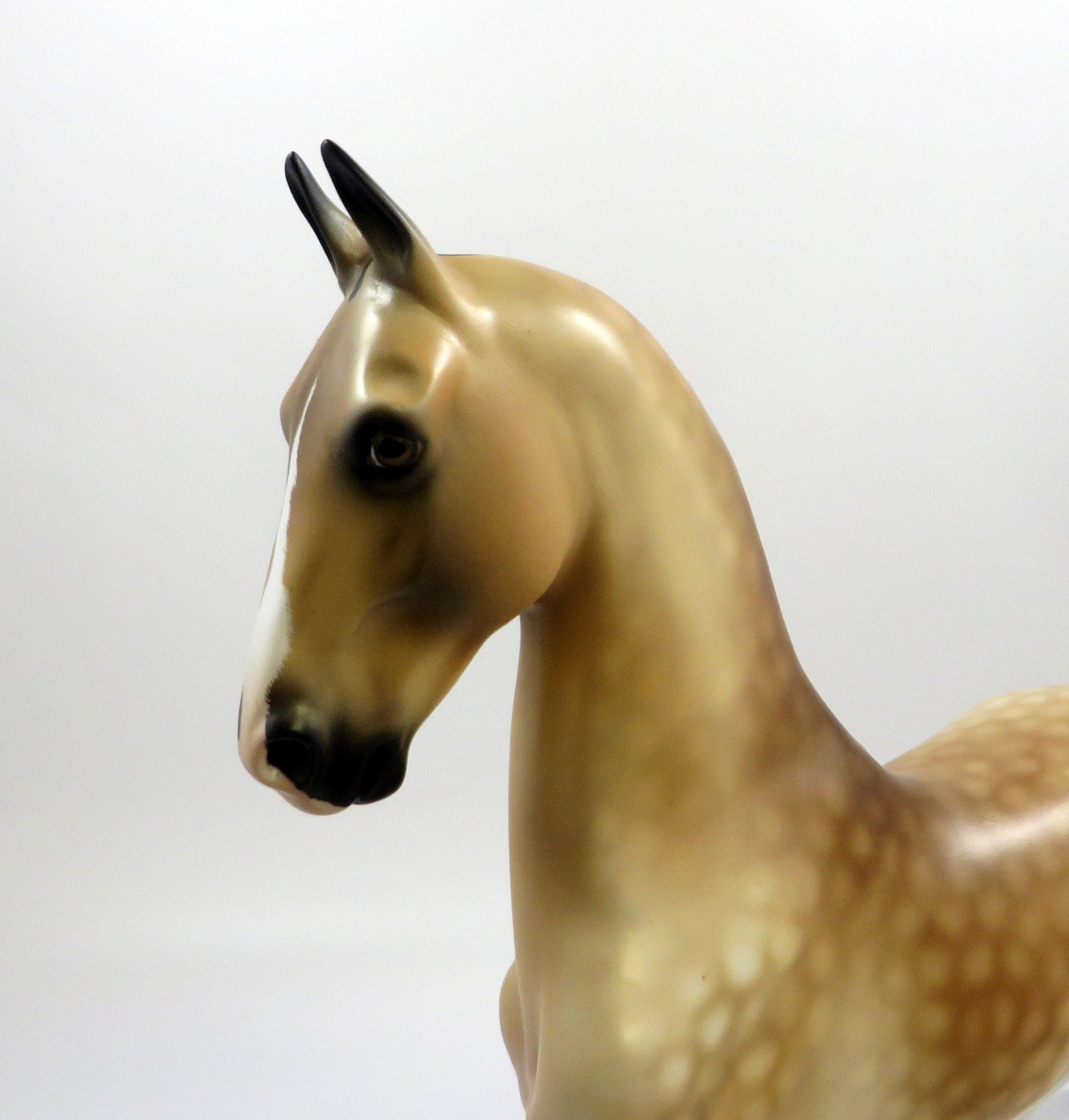 CAESAR - OOAK DAPPLED BUCKSKIN SADDLEBRED BY AUDREY DIXON EQ19