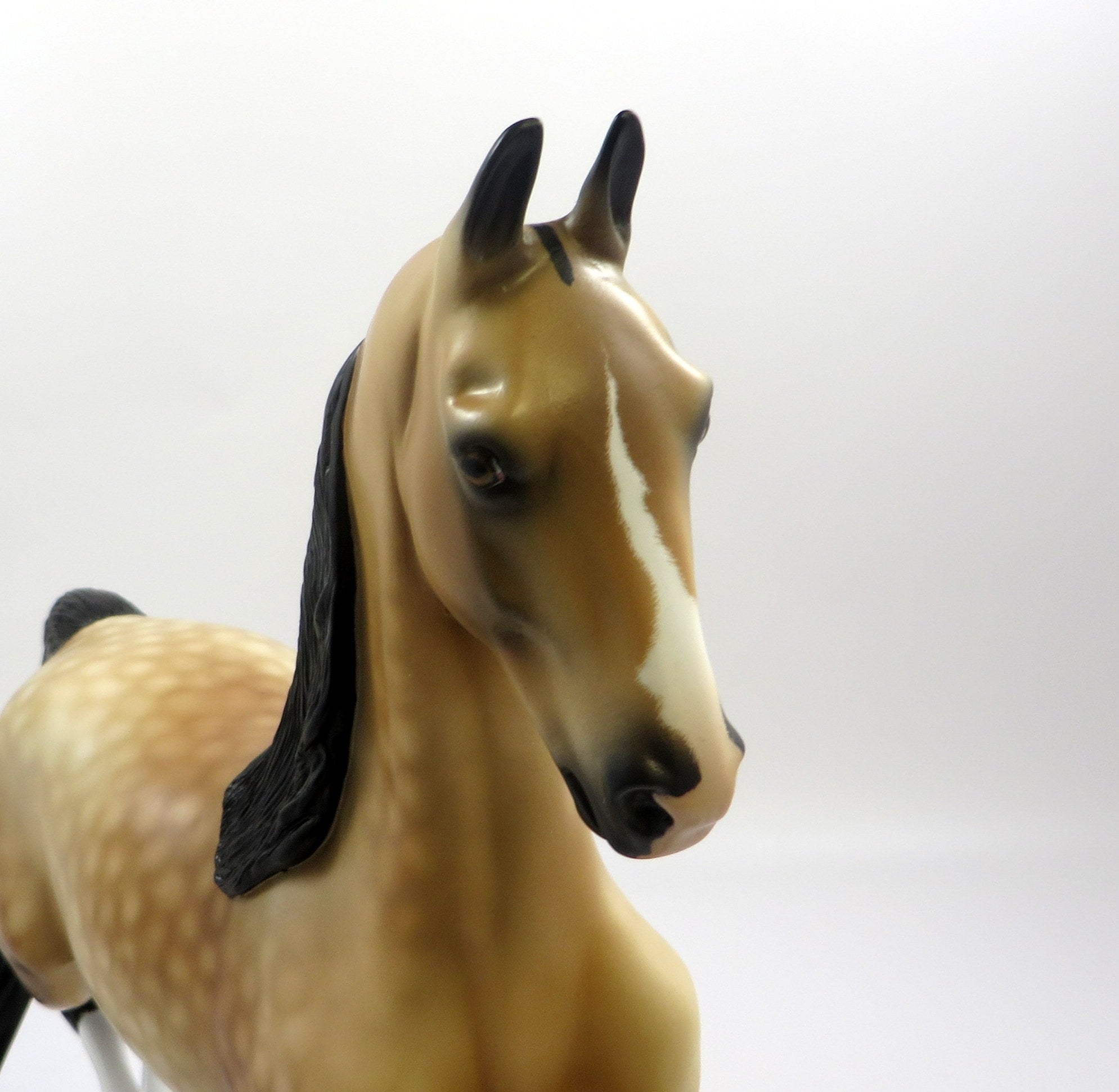 CAESAR - OOAK DAPPLED BUCKSKIN SADDLEBRED BY AUDREY DIXON EQ19