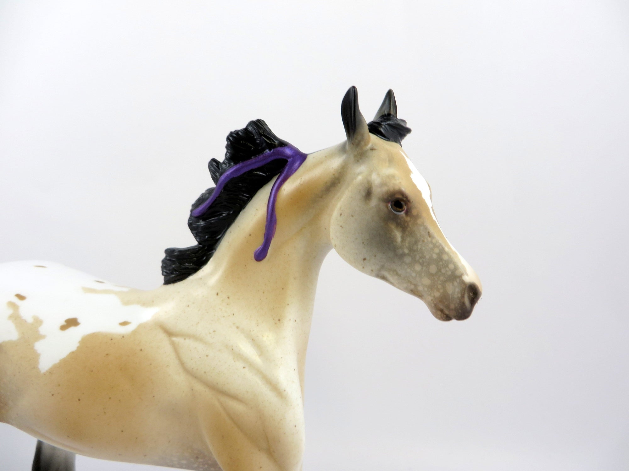 PRINCESS CHARLOTTE-LE-10 BUCKSKIN APPALOOSA YEARLING WITH PURPLE RIBBON EQ 19